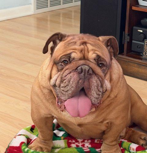 Enlarge Zeus, a Adoptable English Bulldog in Chicago, IL image 3/5