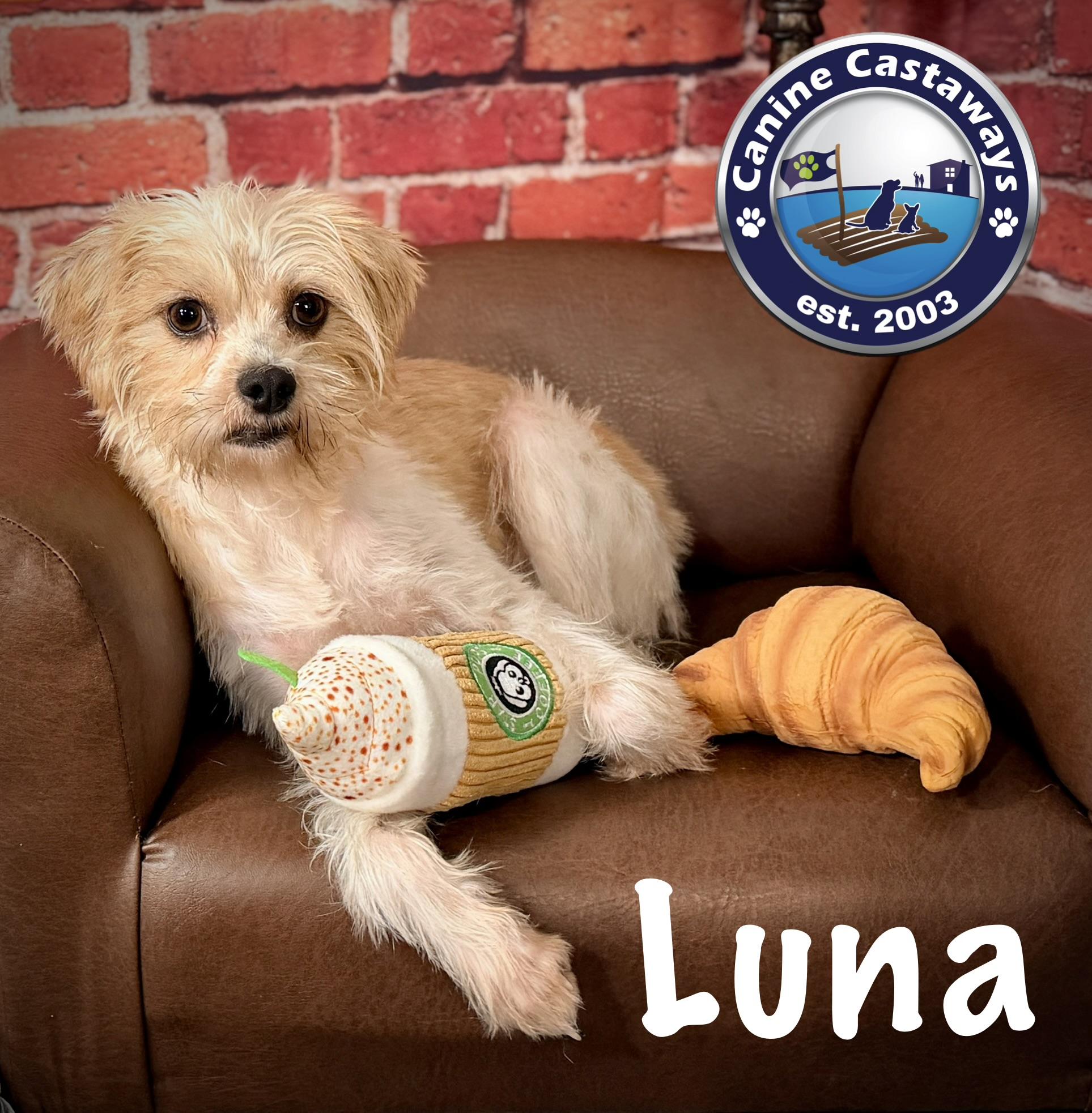 Enlarge Luna, a Adoptable mixed breed in Arcadia, FL image 1/5