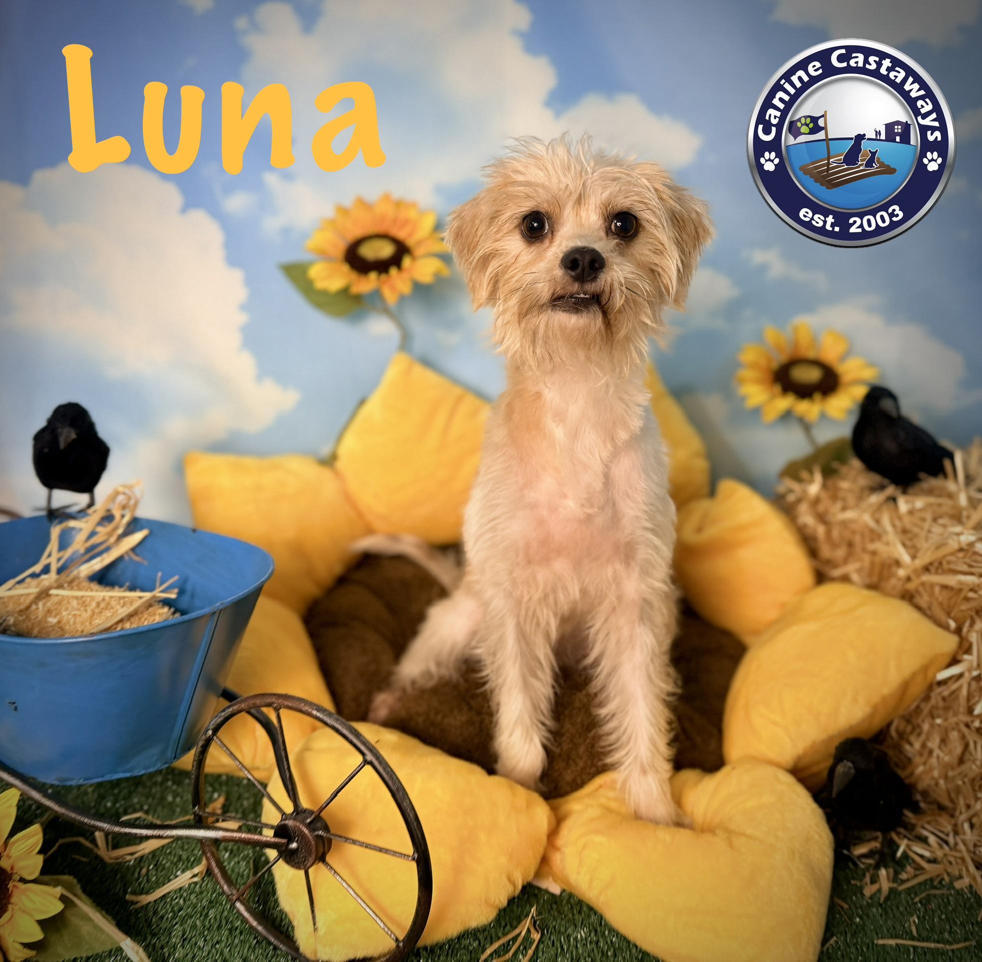 Enlarge Luna, a Adoptable mixed breed in Arcadia, FL image 5/5