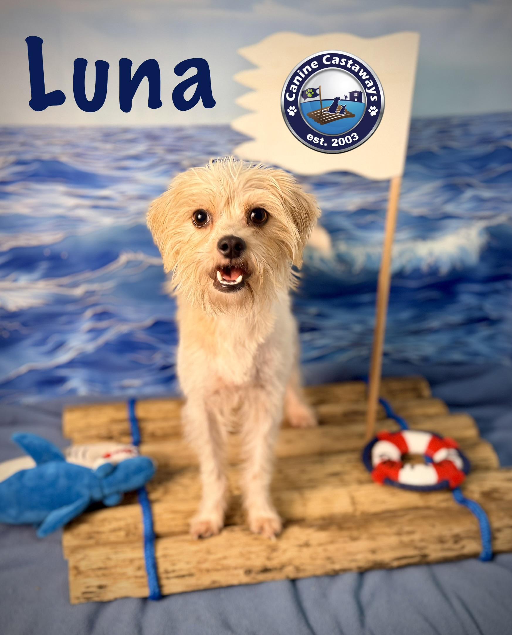 Enlarge Luna, a Adoptable mixed breed in Arcadia, FL image 3/5