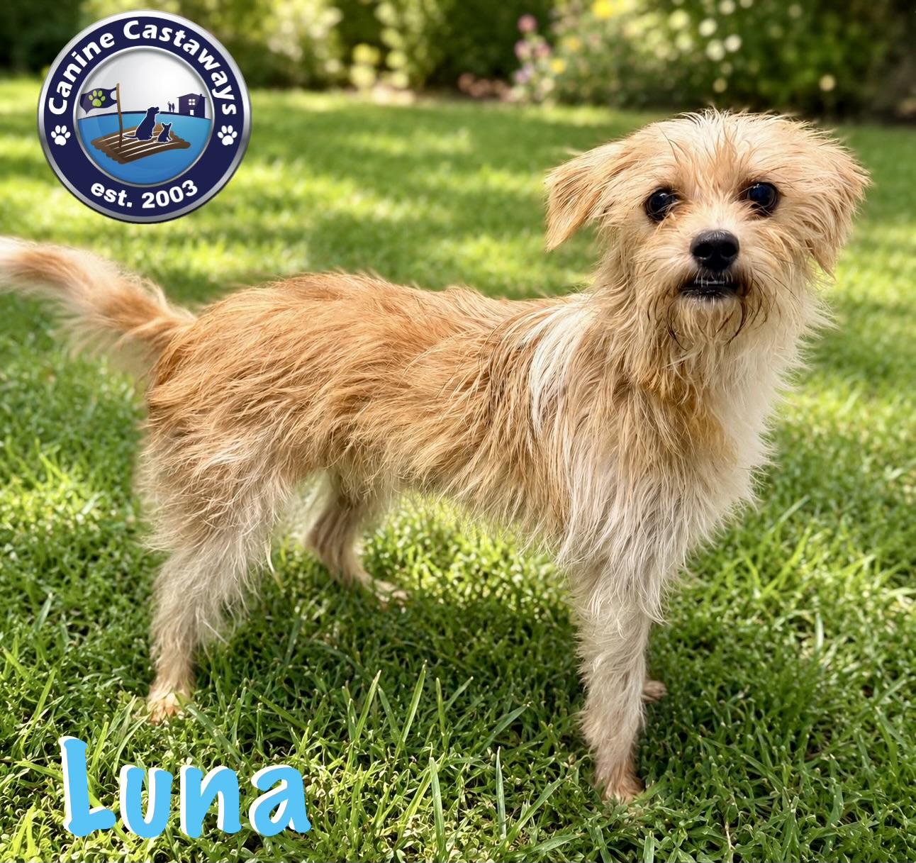 Enlarge Luna, a Adoptable mixed breed in Arcadia, FL image 2/5