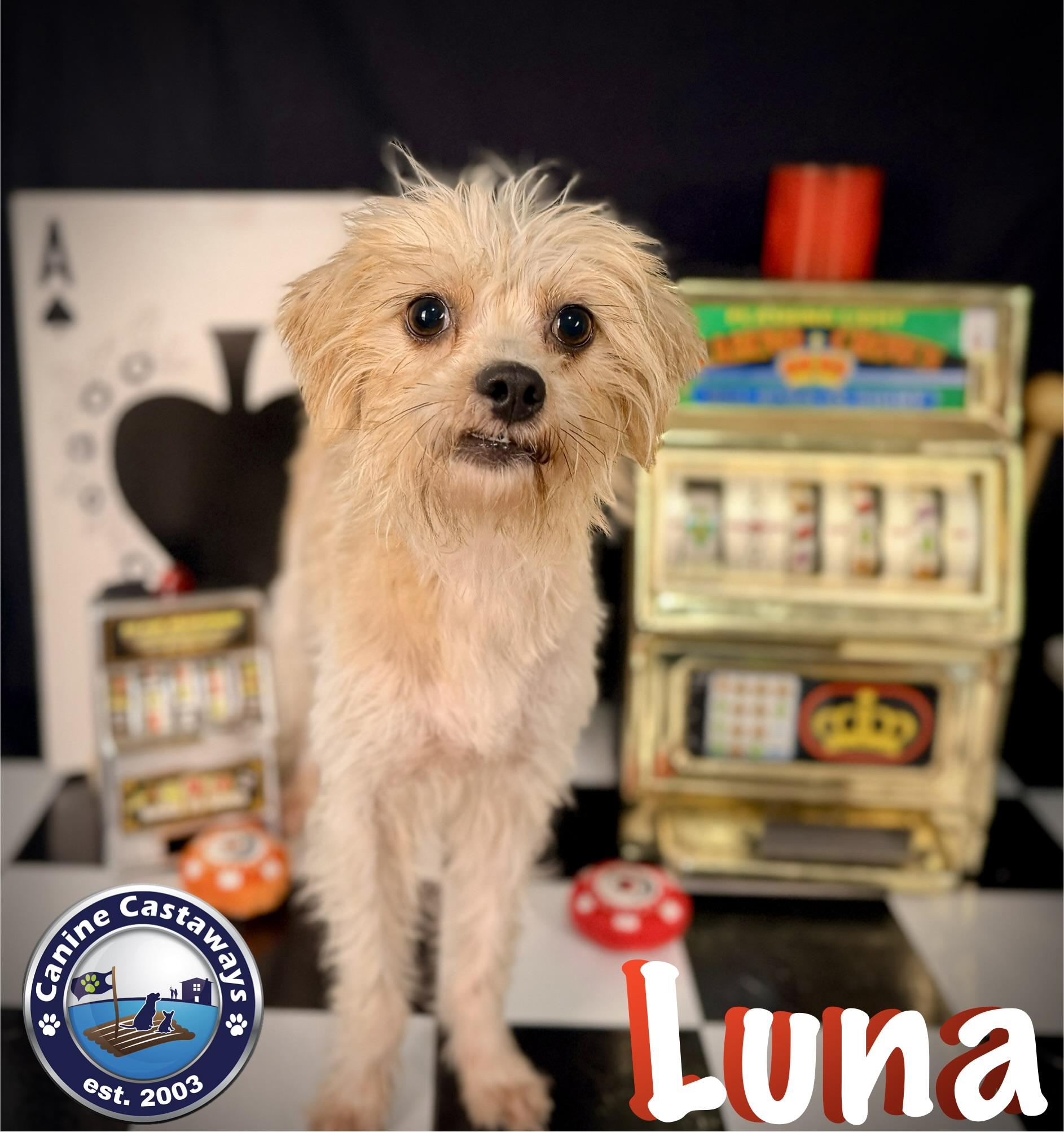 Enlarge Luna, a Adoptable mixed breed in Arcadia, FL image 4/5