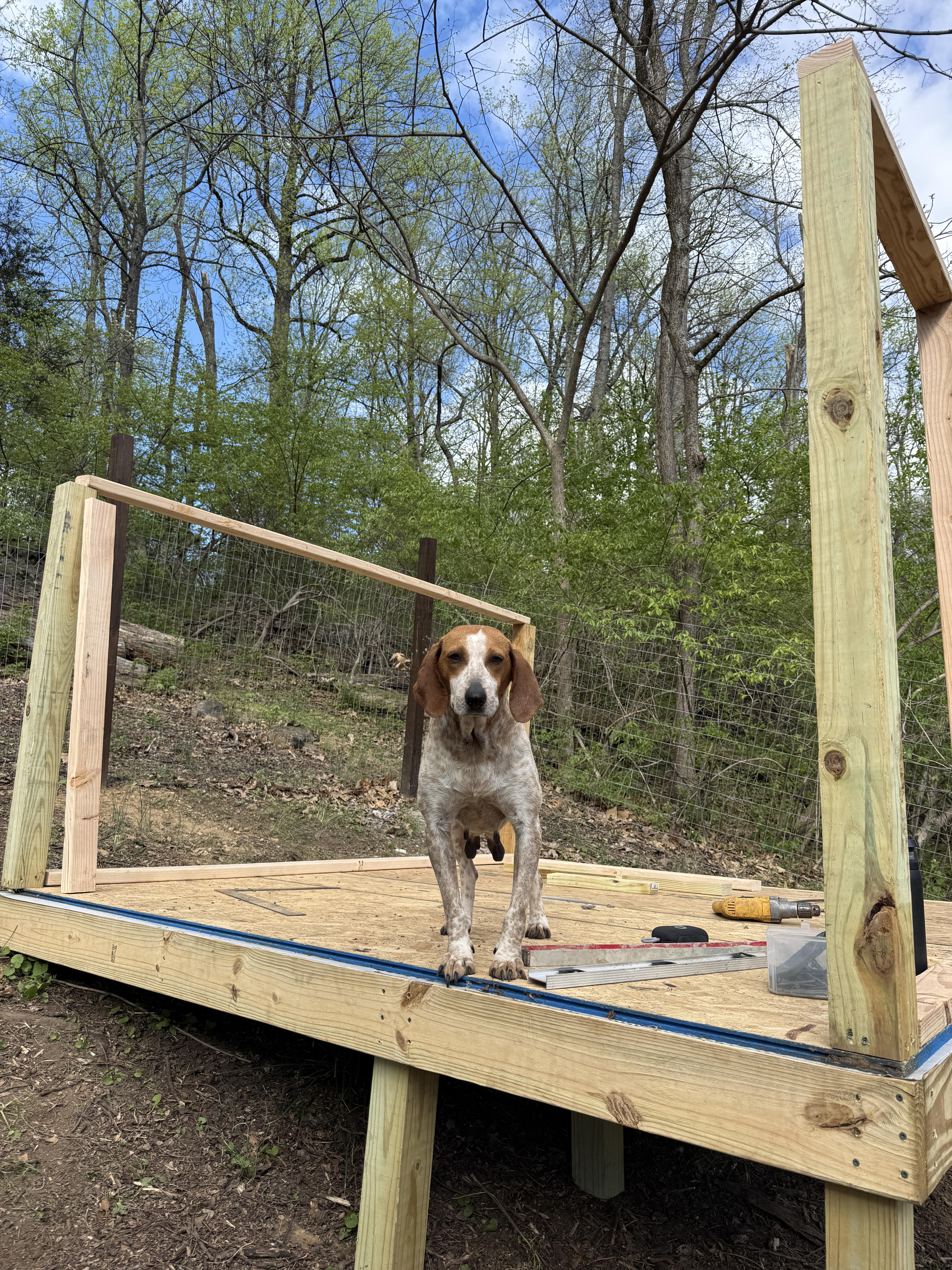 Enlarge Meadow, a ADOPTABLE English Coonhound in HONEY BROOK, PA image 2/6