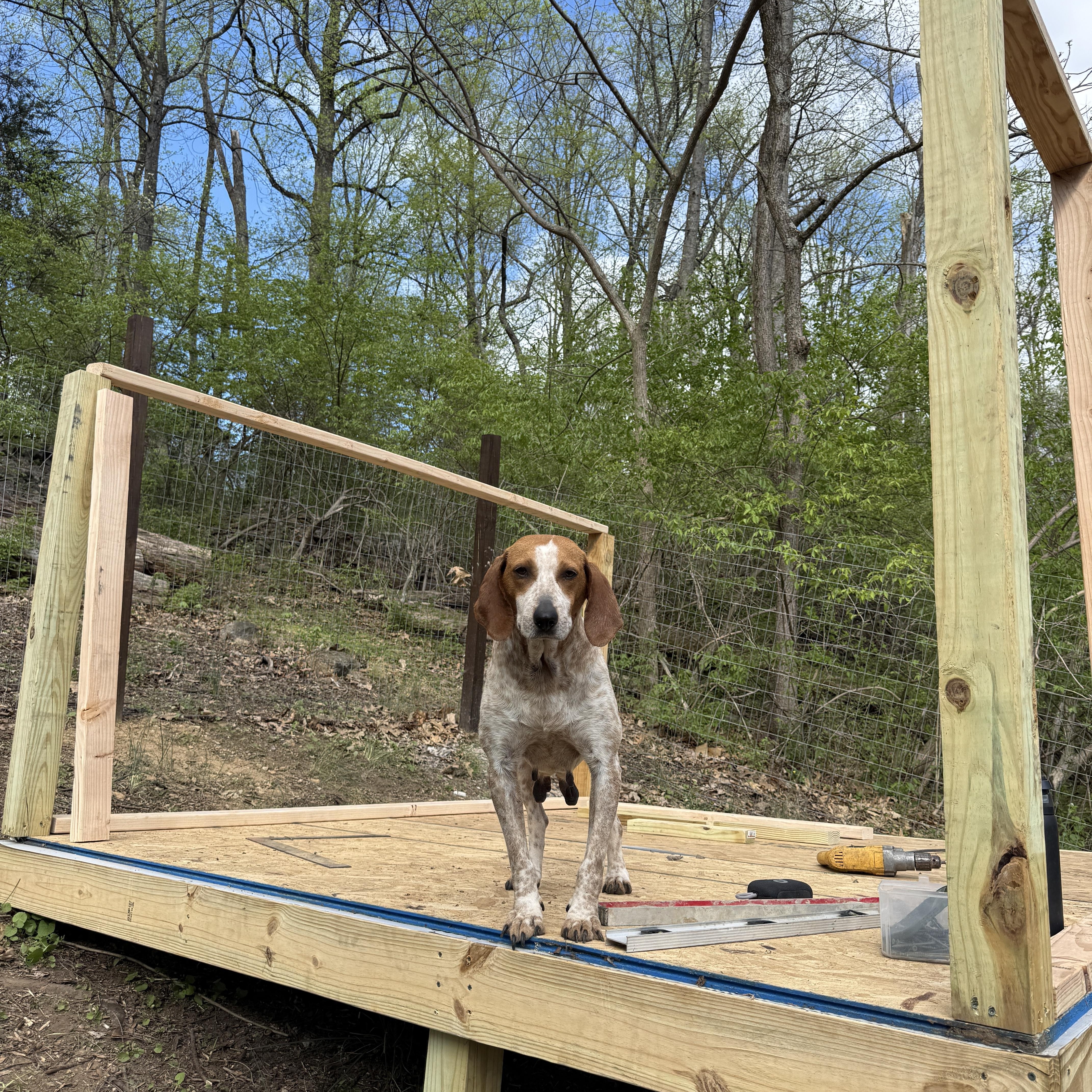 Meadow, an adopted English Coonhound in HONEY BROOK, PA image 2/6