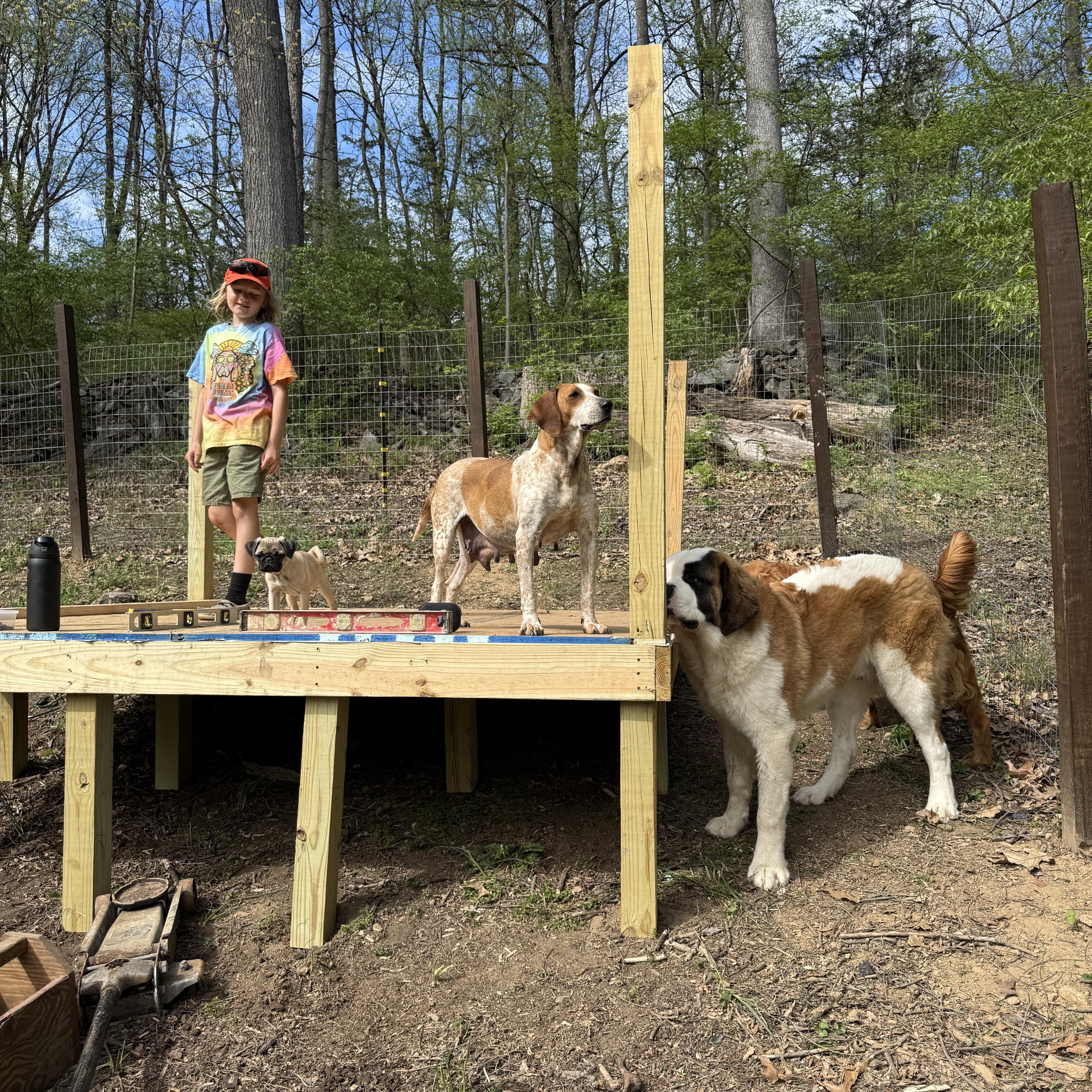 Meadow, an adopted English Coonhound in HONEY BROOK, PA image 3/6
