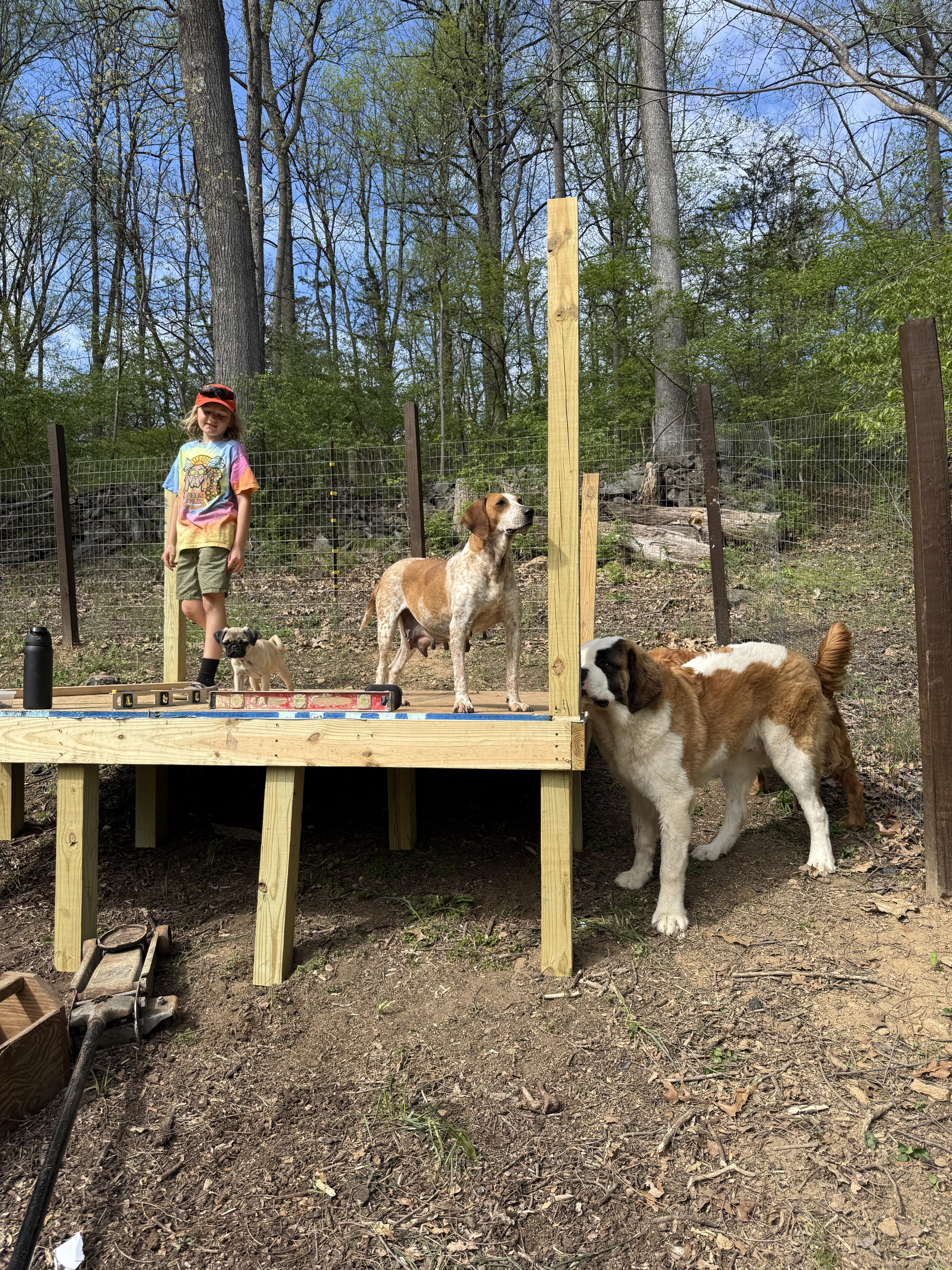 Enlarge Meadow, a ADOPTABLE English Coonhound in HONEY BROOK, PA image 3/6