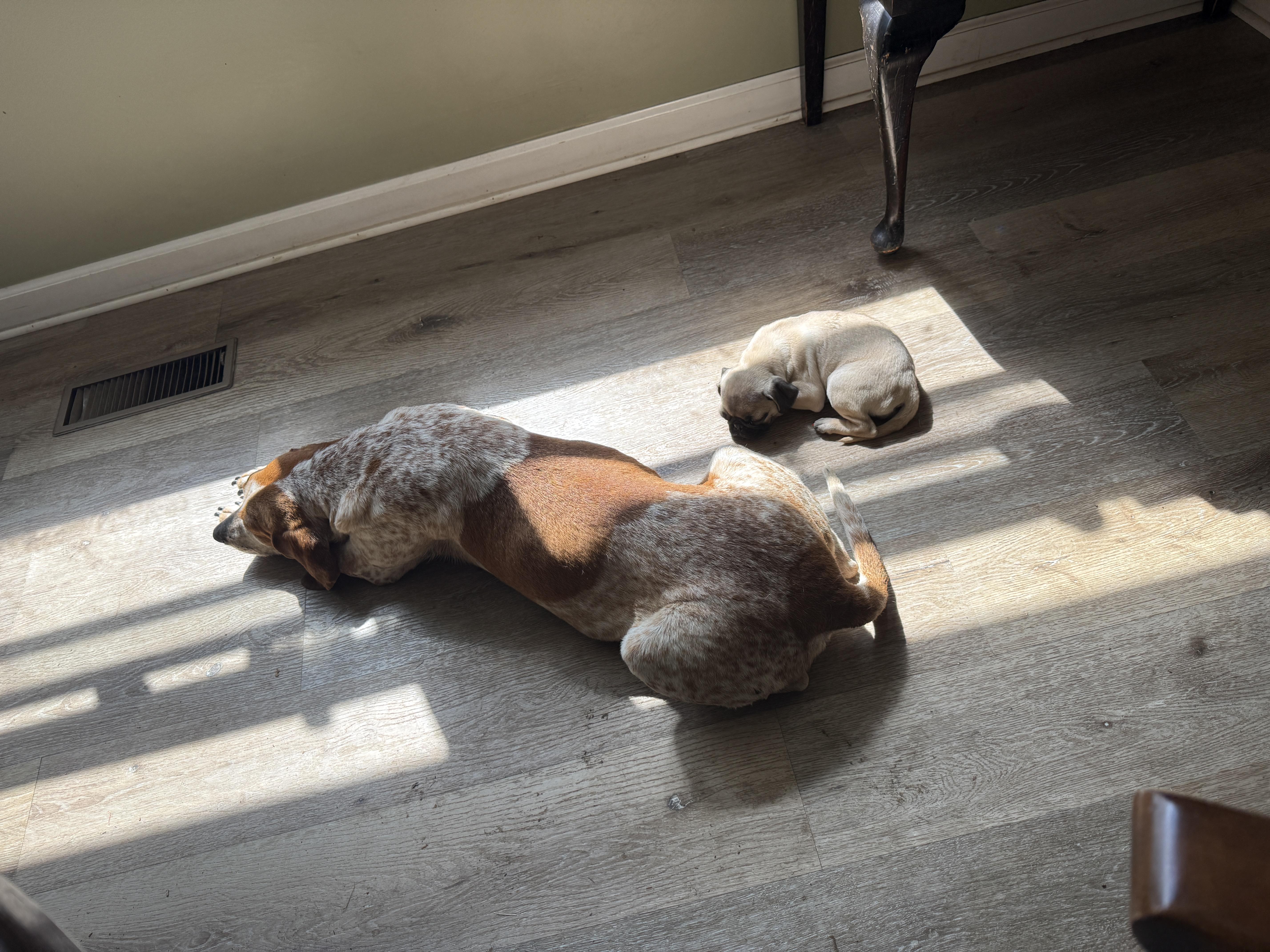 Enlarge Meadow, a ADOPTABLE English Coonhound in HONEY BROOK, PA image 4/6