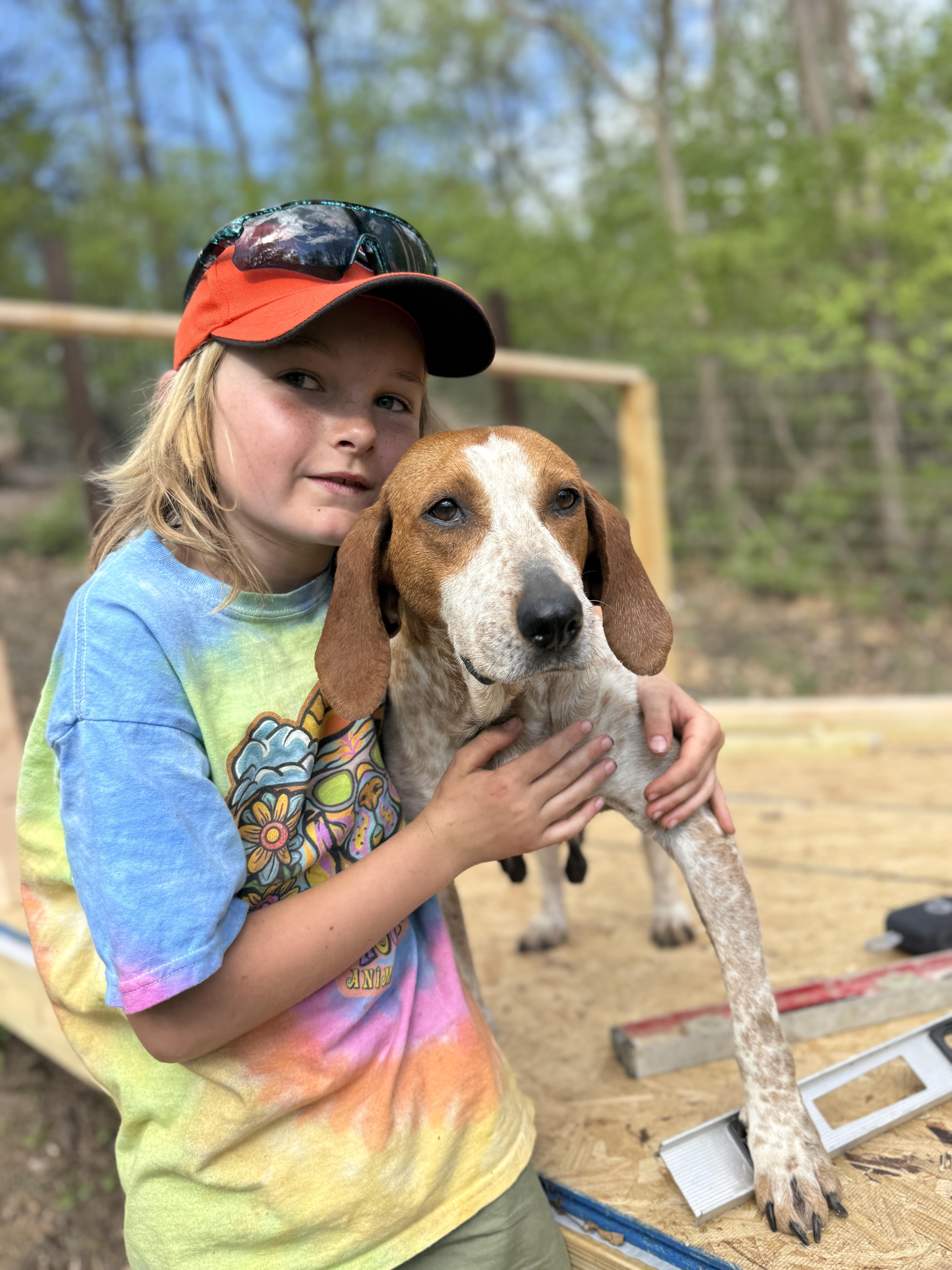 Meadow, ADOPTABLE, Adult Female English Coonhound.