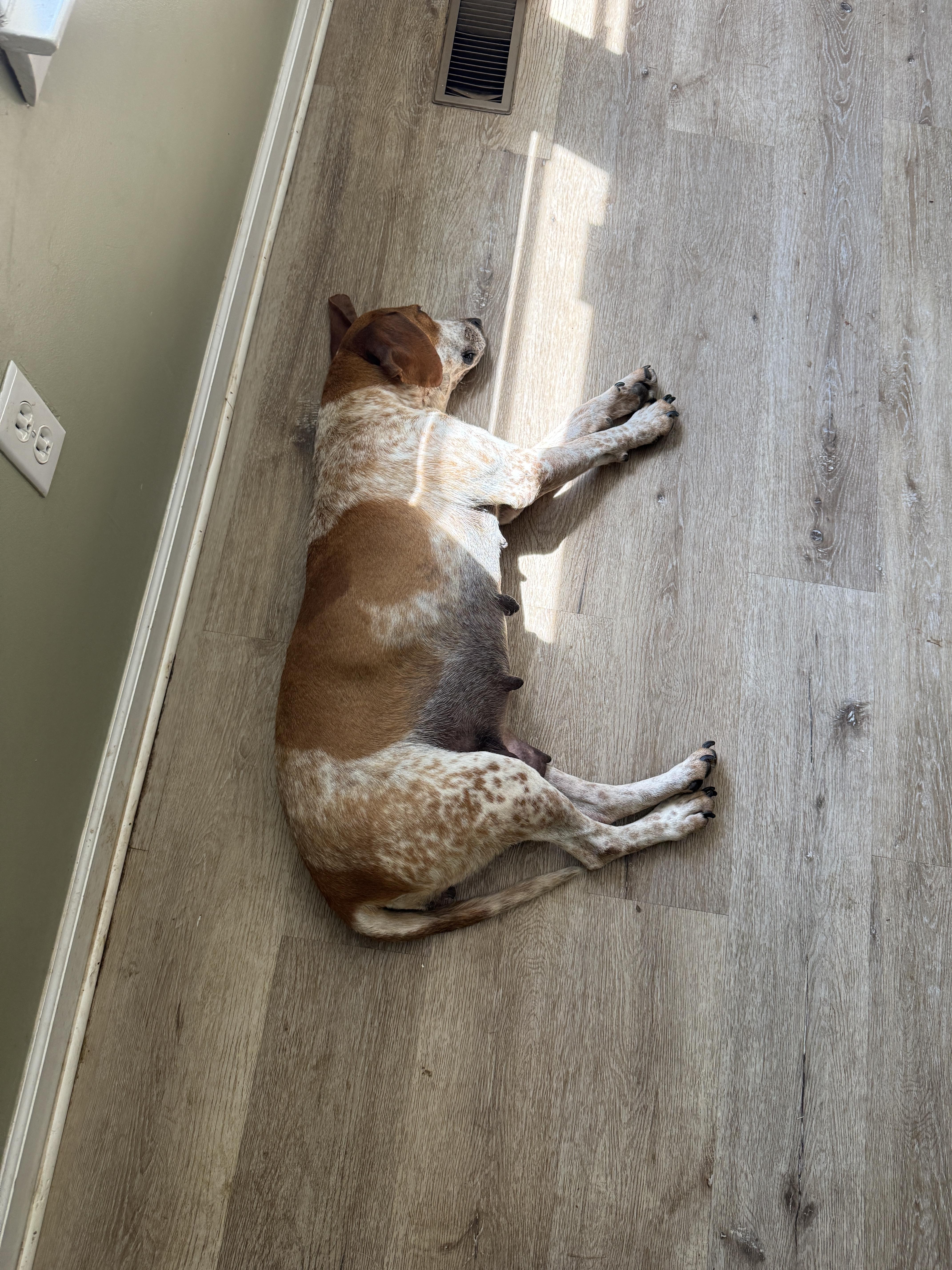 Enlarge Meadow, a ADOPTABLE English Coonhound in HONEY BROOK, PA image 5/6