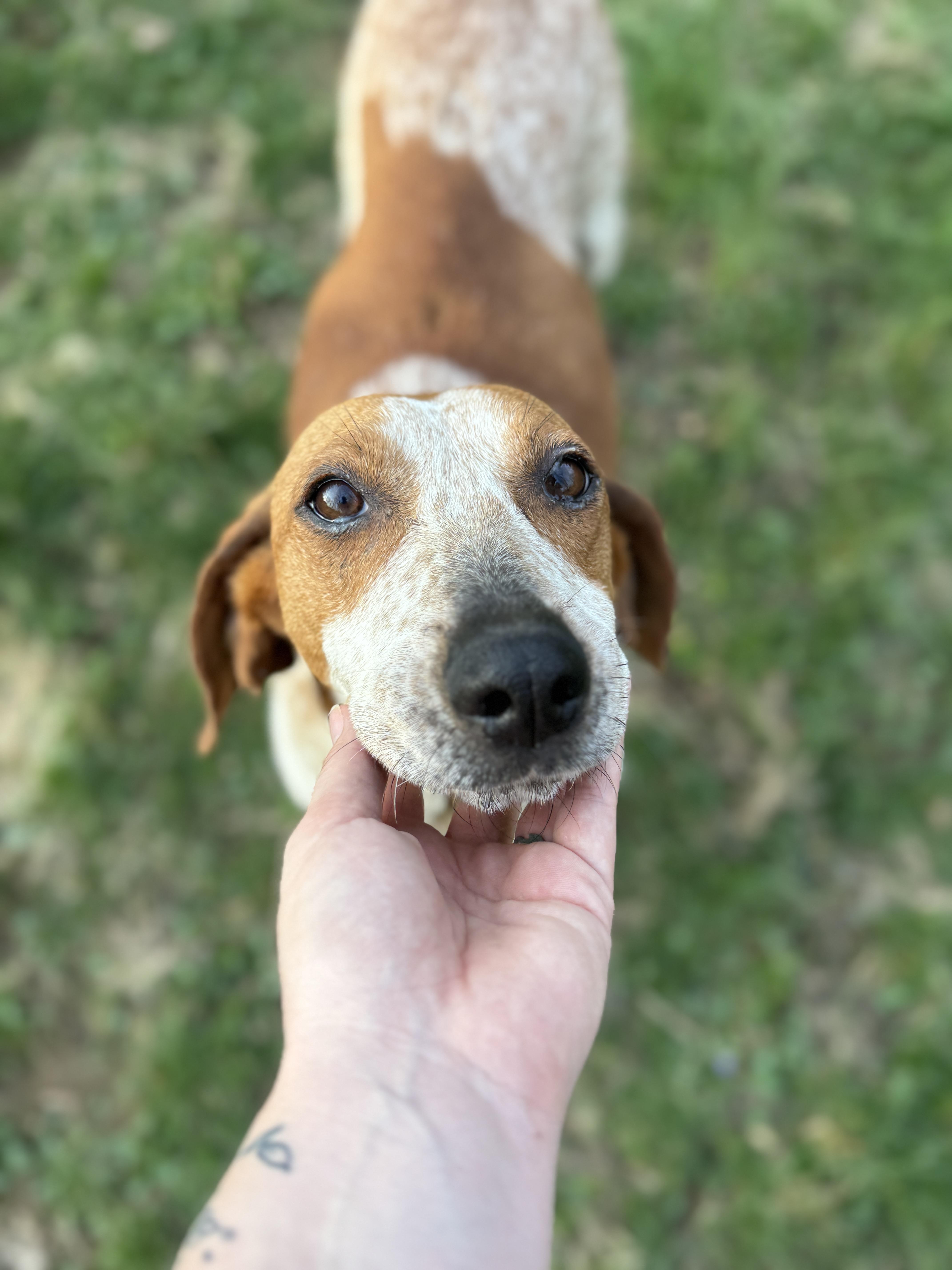 Enlarge Meadow, a ADOPTABLE English Coonhound in HONEY BROOK, PA image 6/6