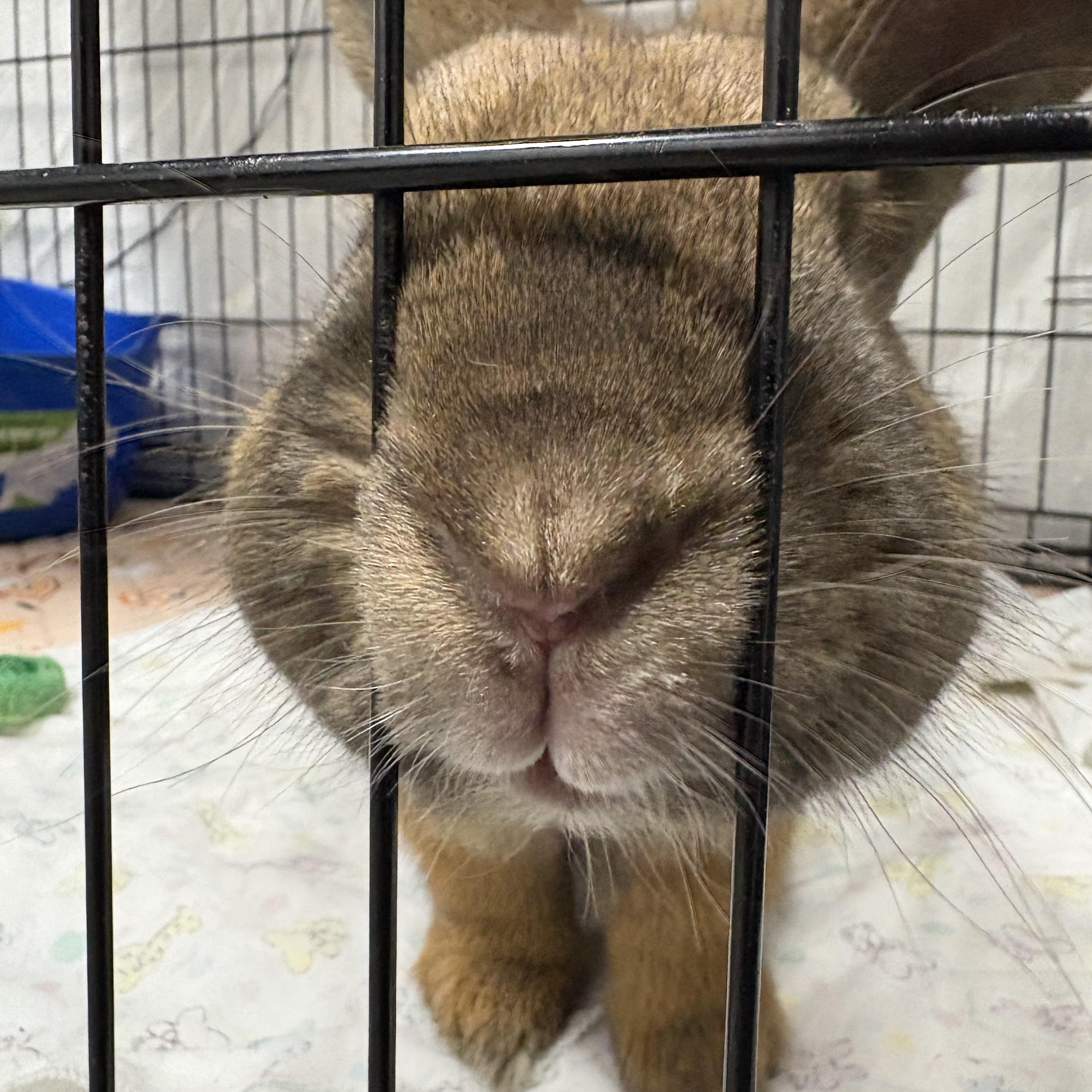 Enlarge Midas, a Adoptable American in Ferndale, WA image 3/4