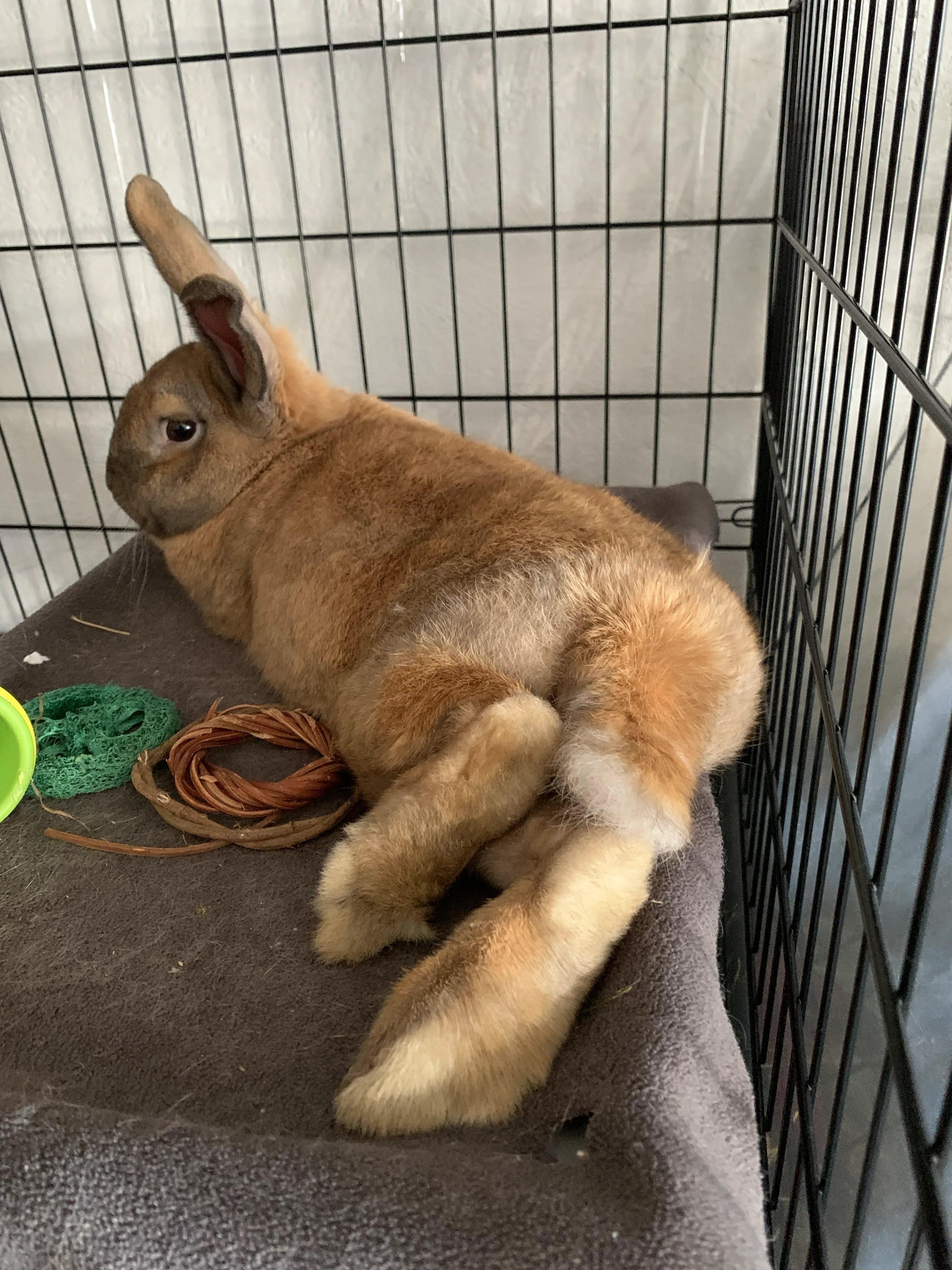 Enlarge Midas, a Adoptable American in Ferndale, WA image 4/4