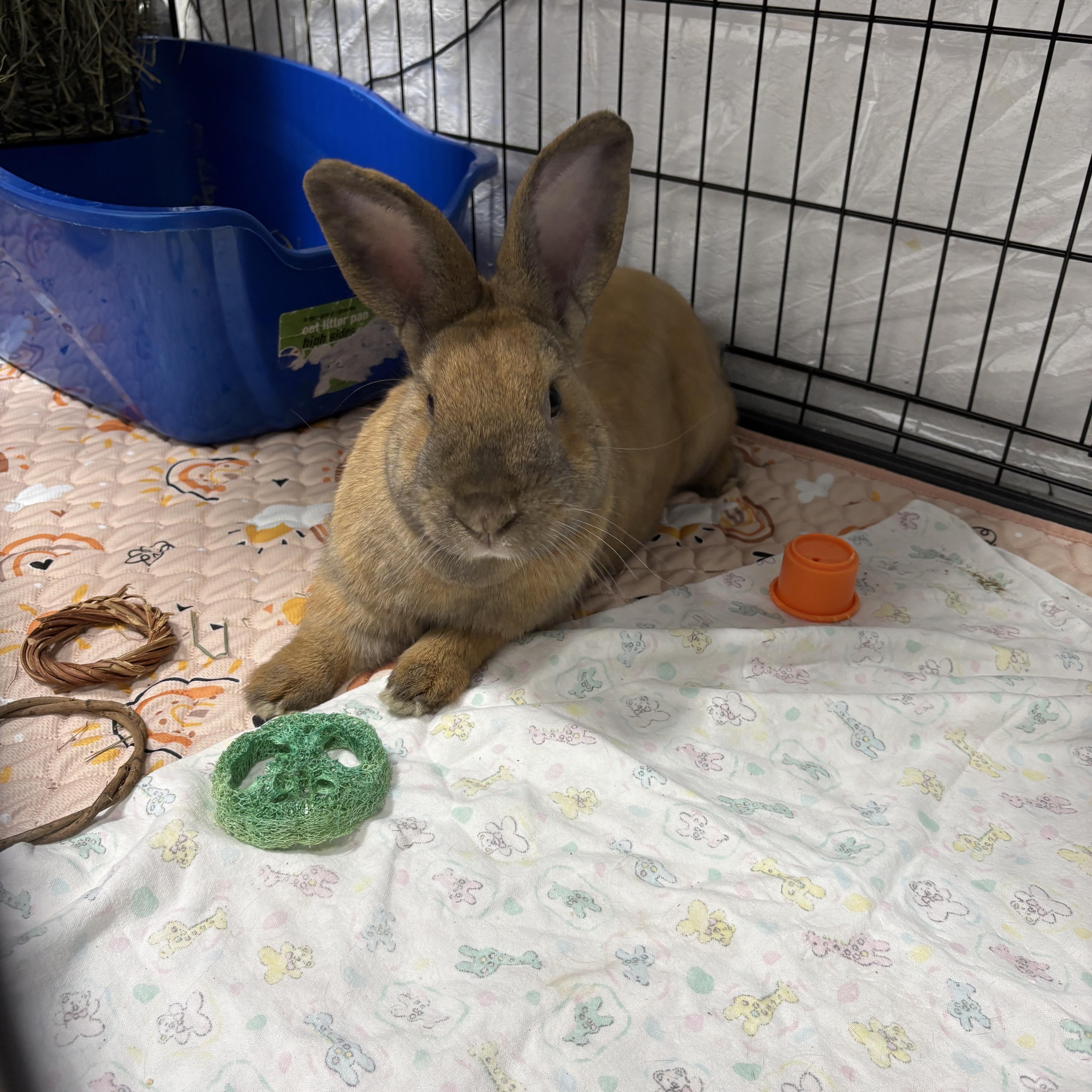 Midas, Adoptable, Adult Male American.