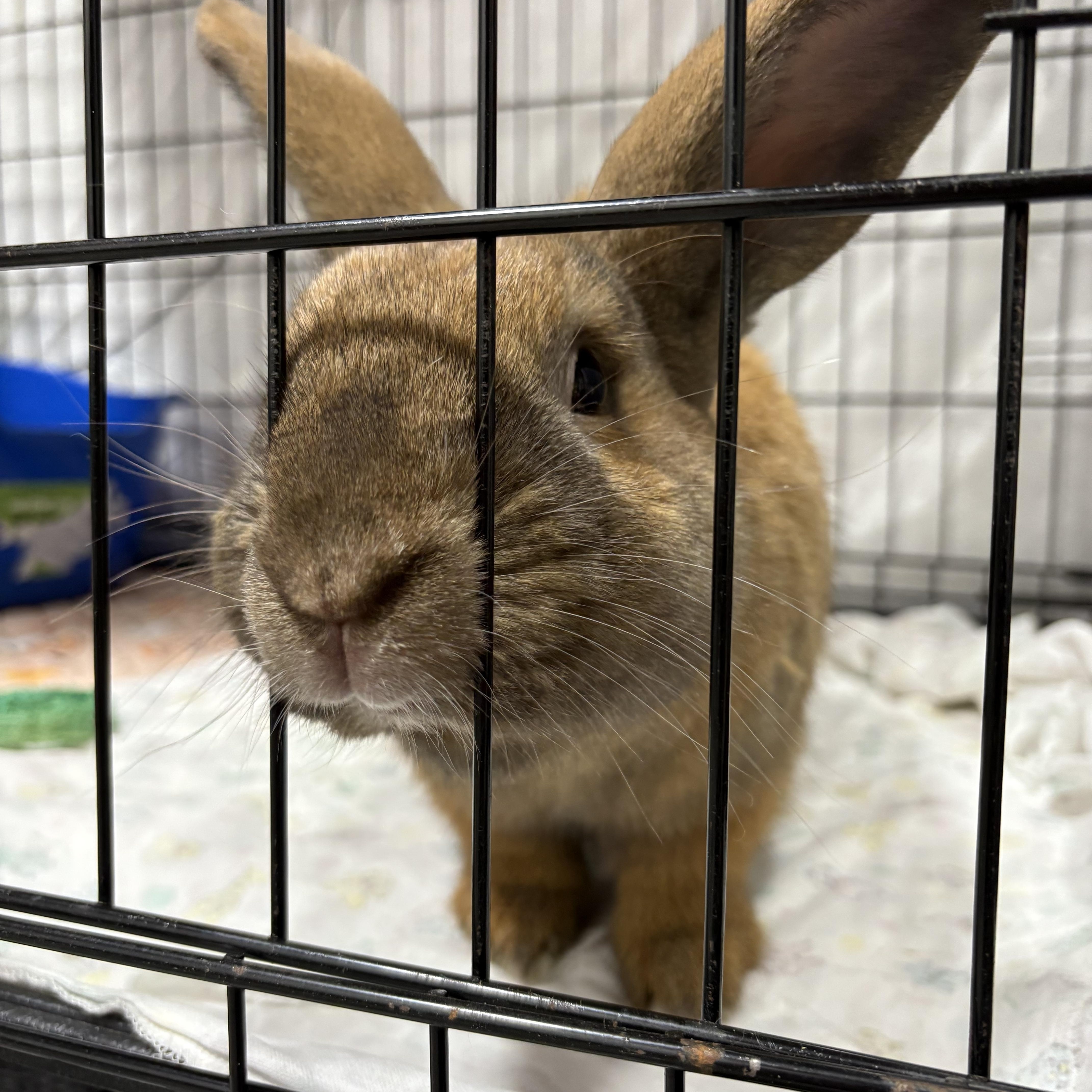 Enlarge Midas, a Adoptable American in Ferndale, WA image 2/4