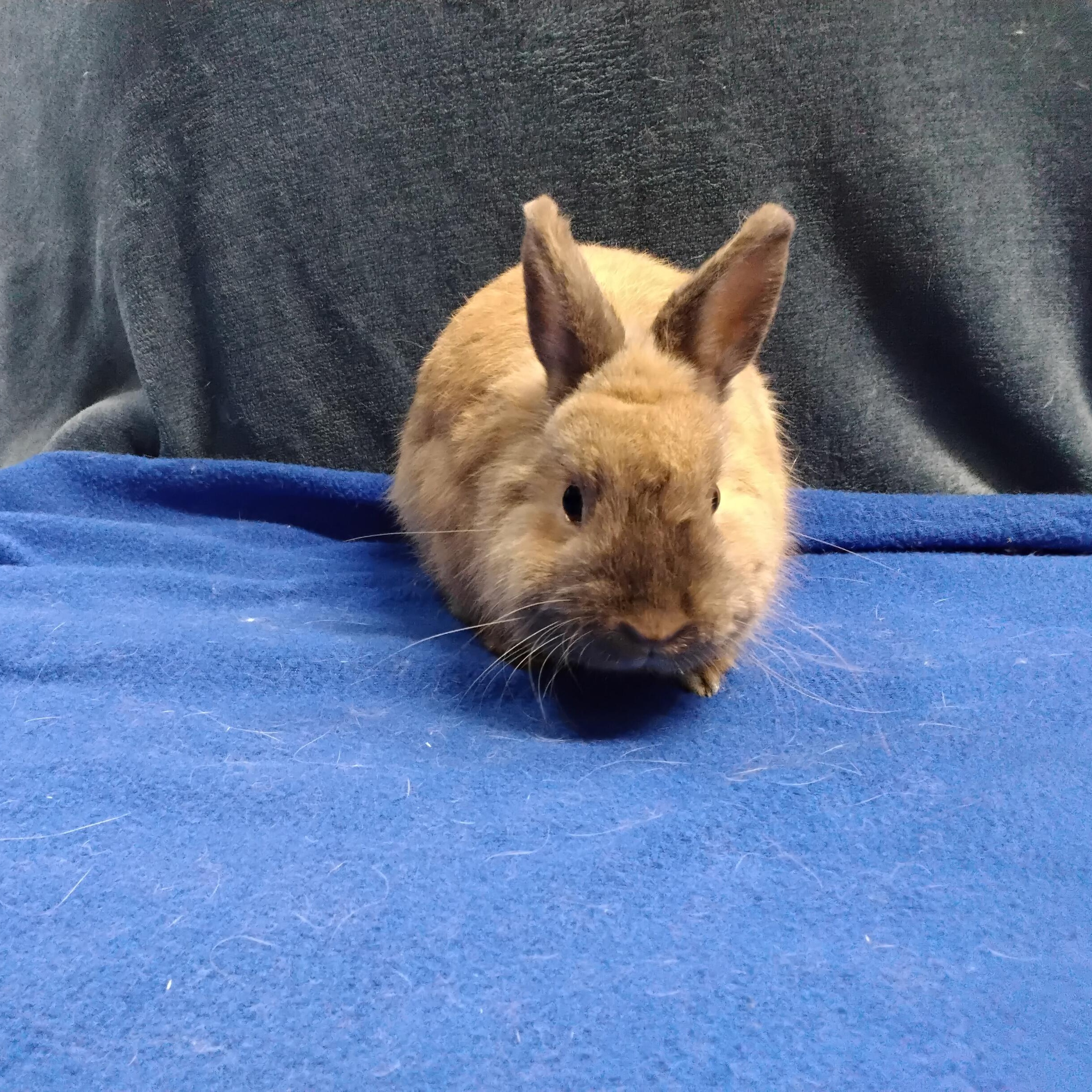 Bowie, Young Male Dwarf