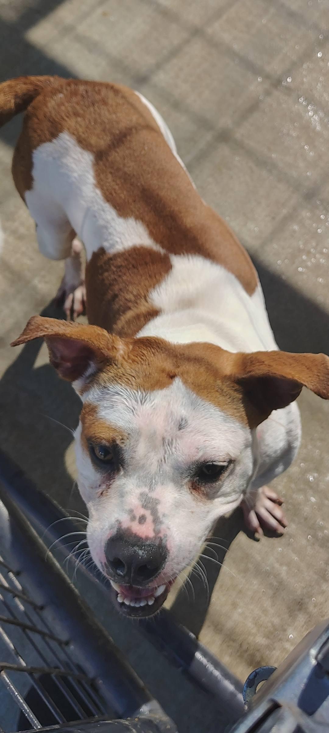 Enlarge Spice, a Adoptable American Staffordshire Terrier in Taylorsville, KY image 2/2