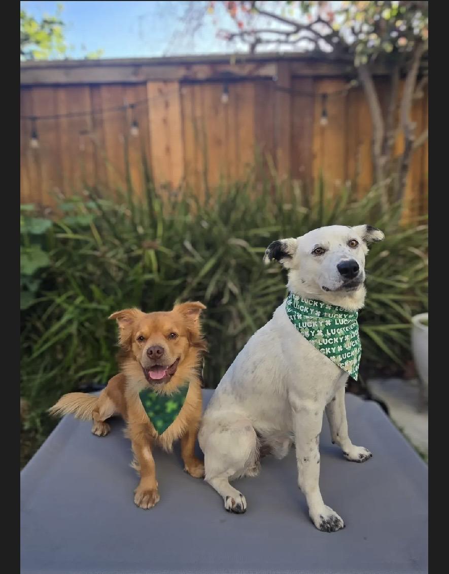 Enlarge Charlie, a ADOPTABLE mixed breed in Manteca, CA image 4/4