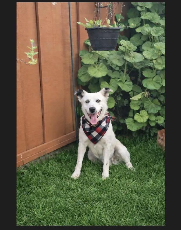 Enlarge Charlie, a ADOPTABLE mixed breed in Manteca, CA image 2/4