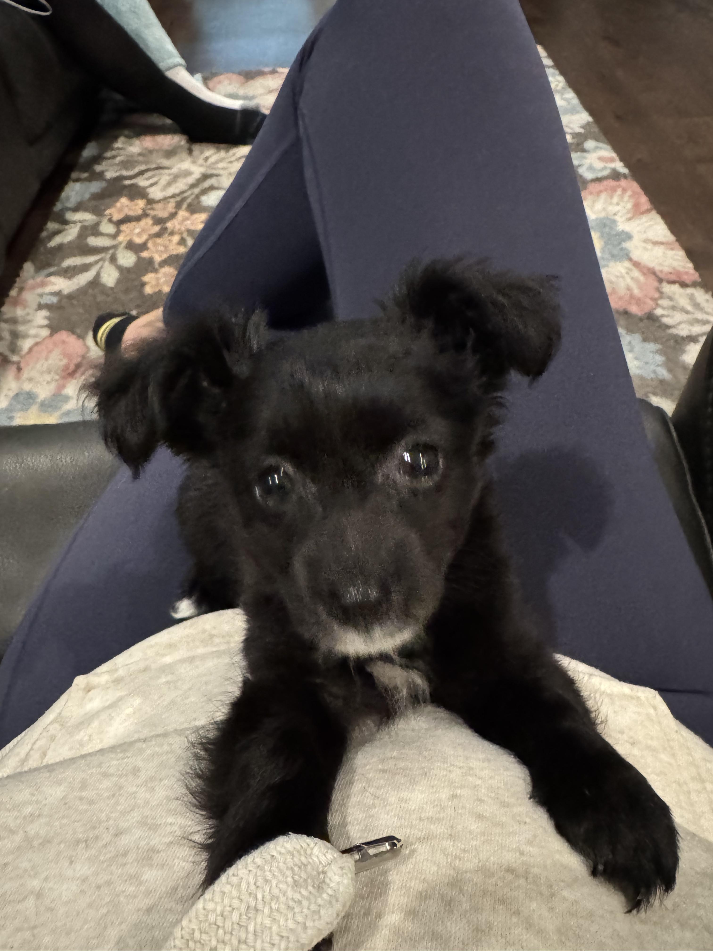 Lucy, ADOPTABLE, Puppy Female Chihuahua.