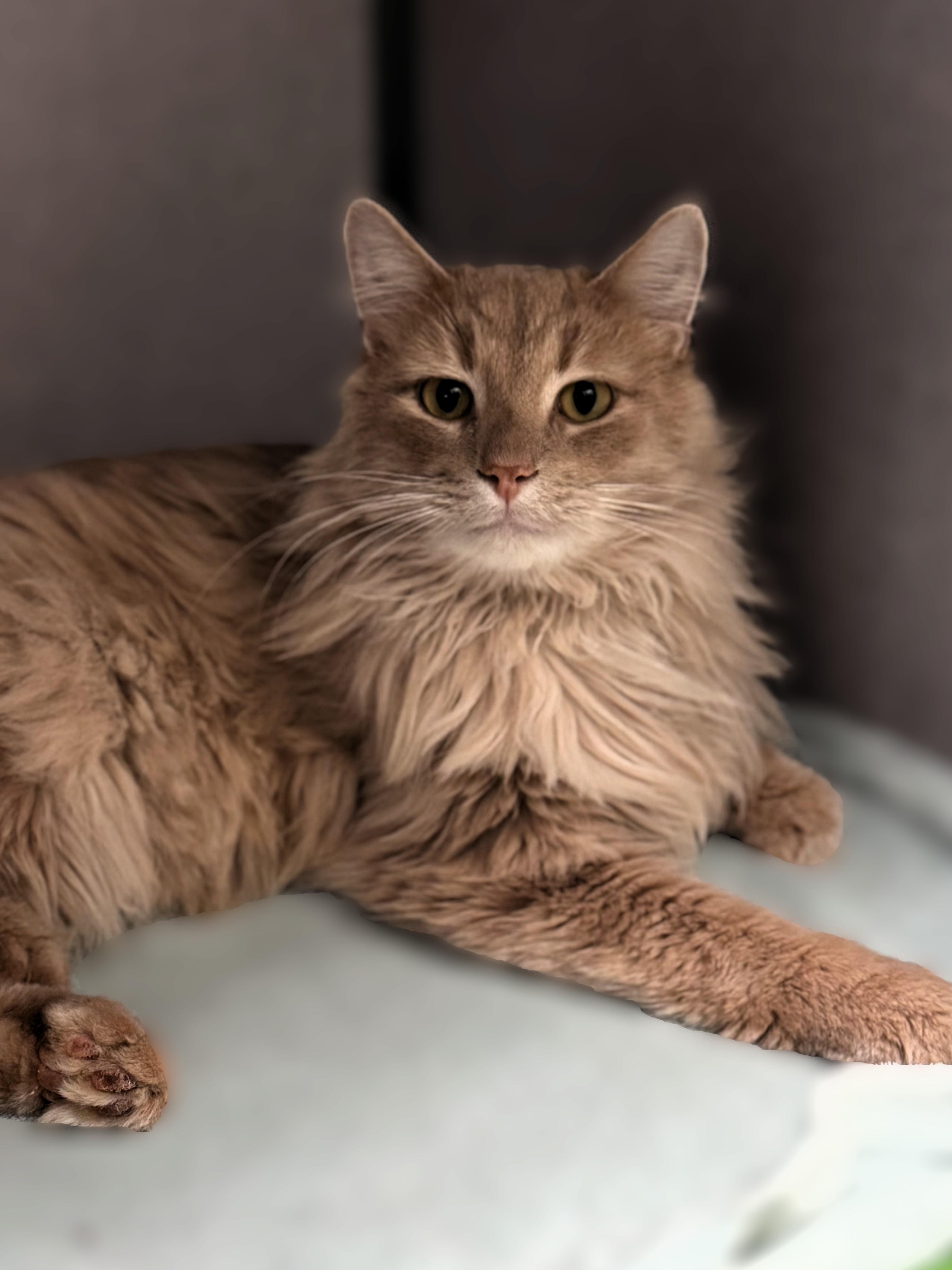 Enlarge Max, an adopted mixed breed in Pekin, IL image 1/1