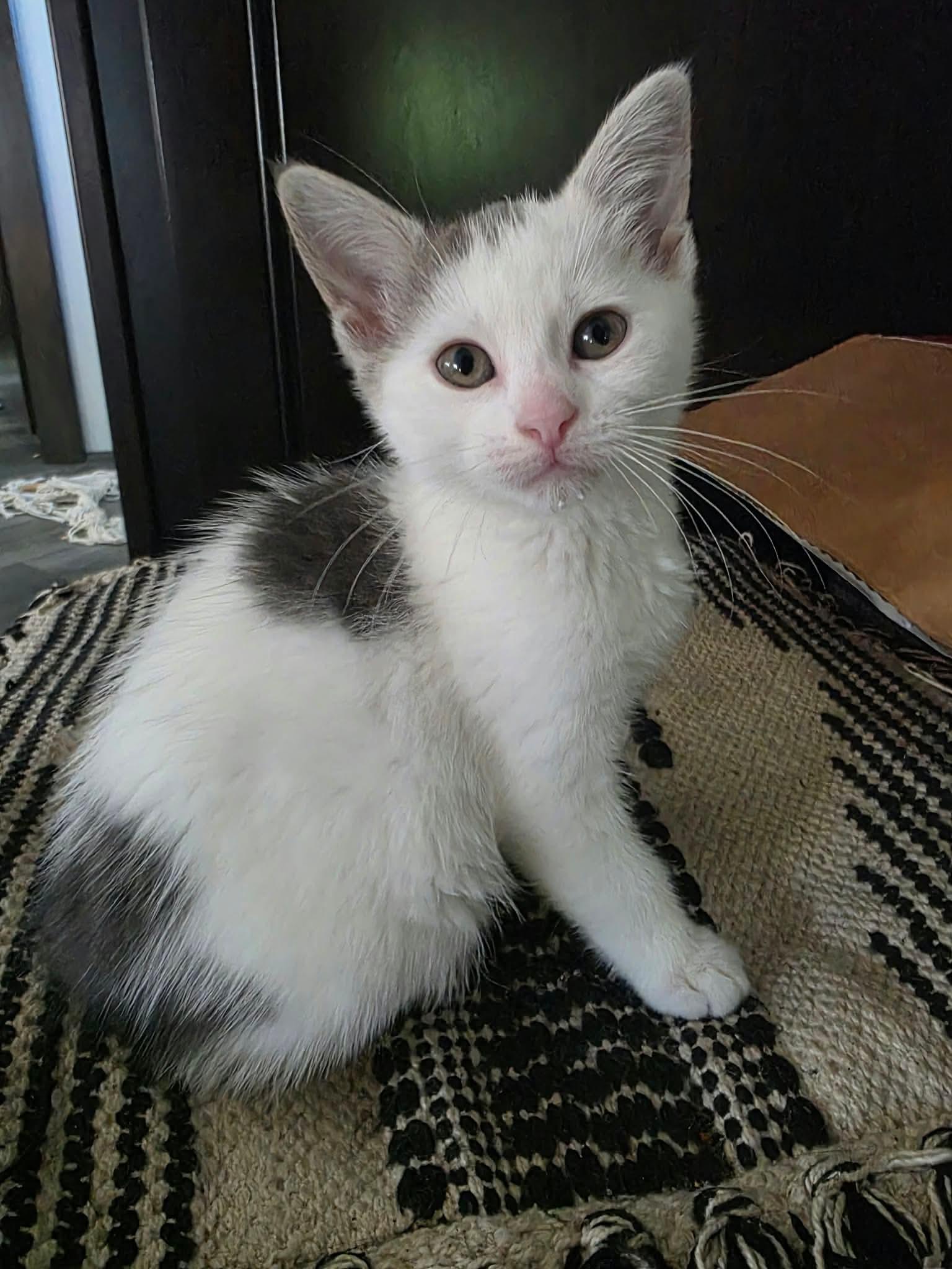 Velma - Sweet and affectionate kitten, Adoptable, Kitten Female Domestic Short Hair.