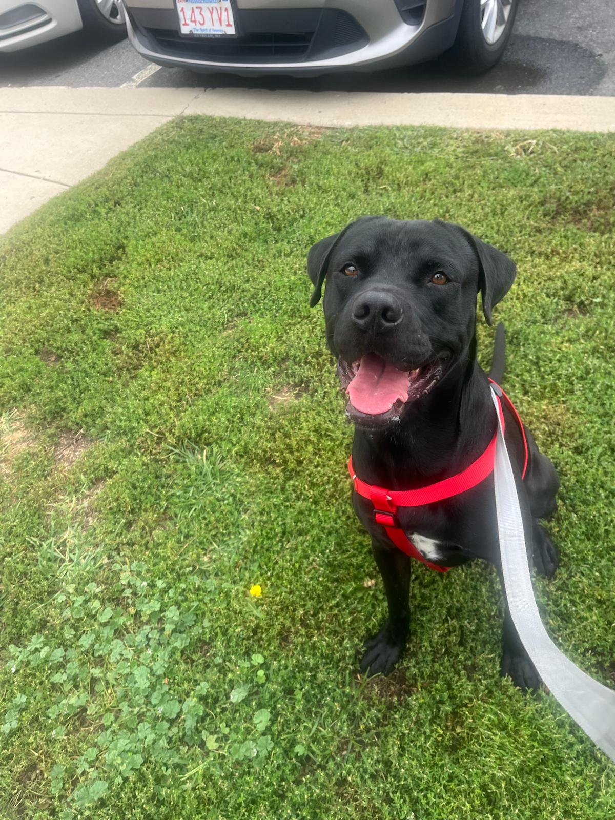 Bruce, Adopted, Young Male Black Labrador Retriever & Pit Bull Terrier.