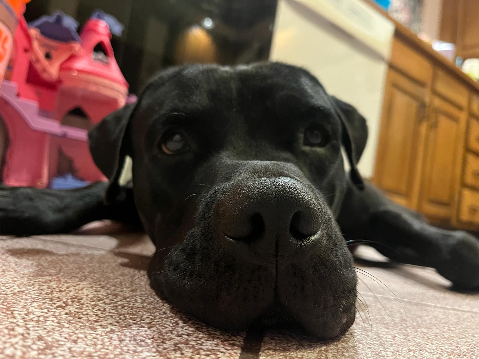 Enlarge Bruce, a Adopted mixed breed in Winthrop, MA image 2/3