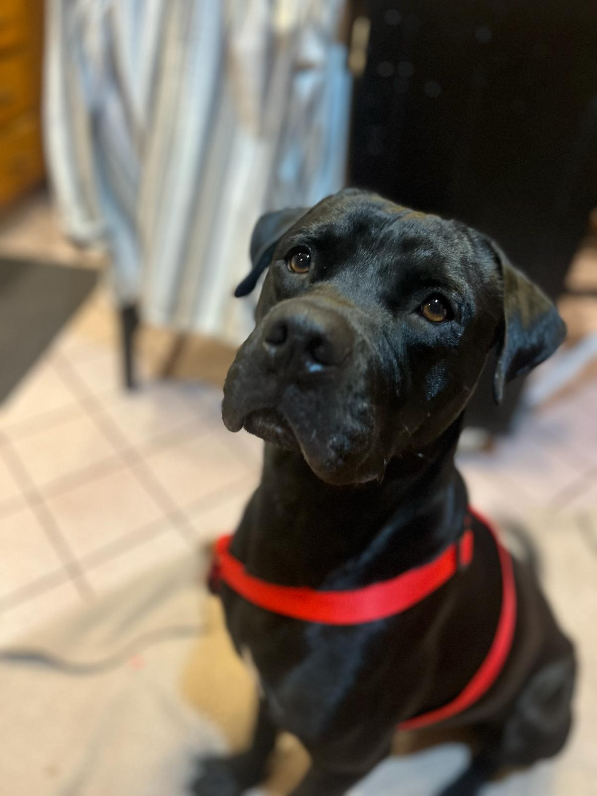 Enlarge Bruce, a Adopted mixed breed in Winthrop, MA image 3/3