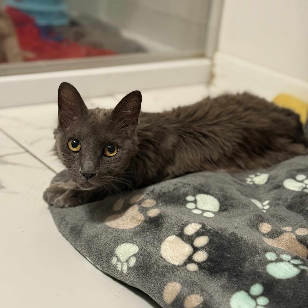 Mr Puff, a Adoptable Domestic Medium Hair in Spring Hill, KS image 1/2