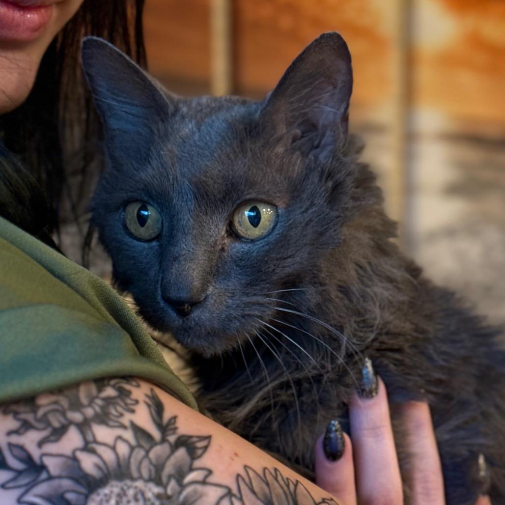 Mr Puff, a Adoptable Domestic Medium Hair in Spring Hill, KS image 2/3