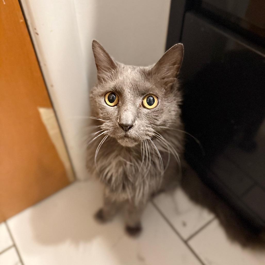 Mr Puff, a Adoptable Domestic Medium Hair in Spring Hill, KS image 2/2