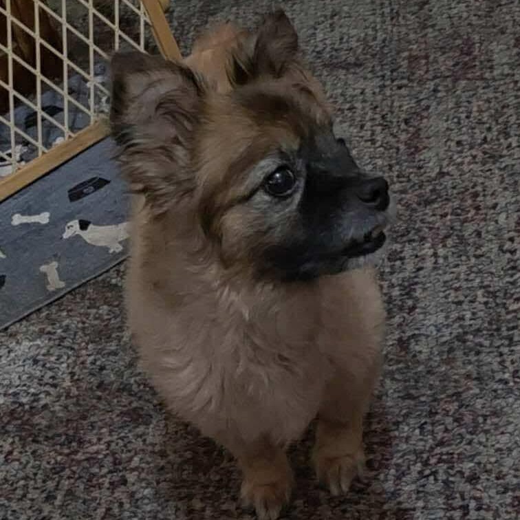 Sammy 2