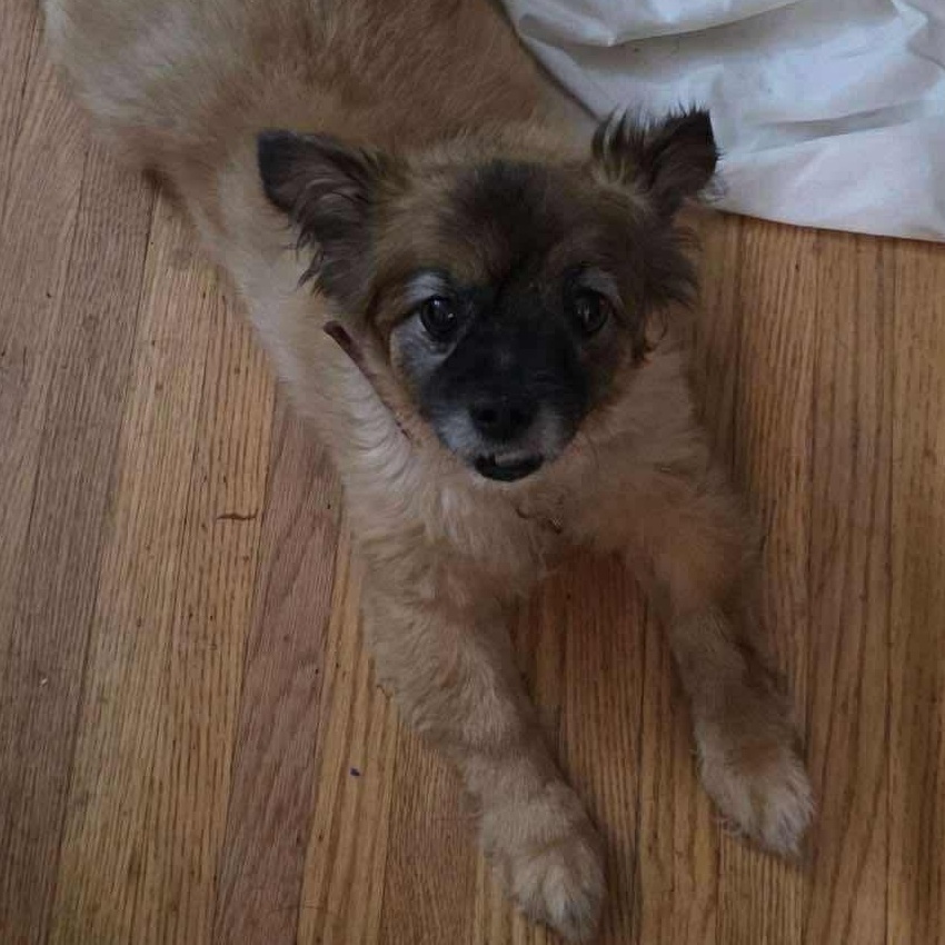 Sammy 4