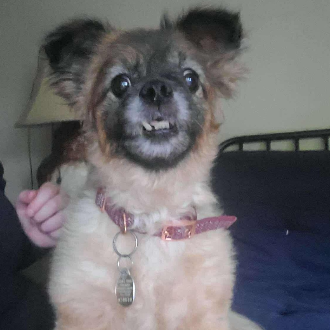 Sammy 6