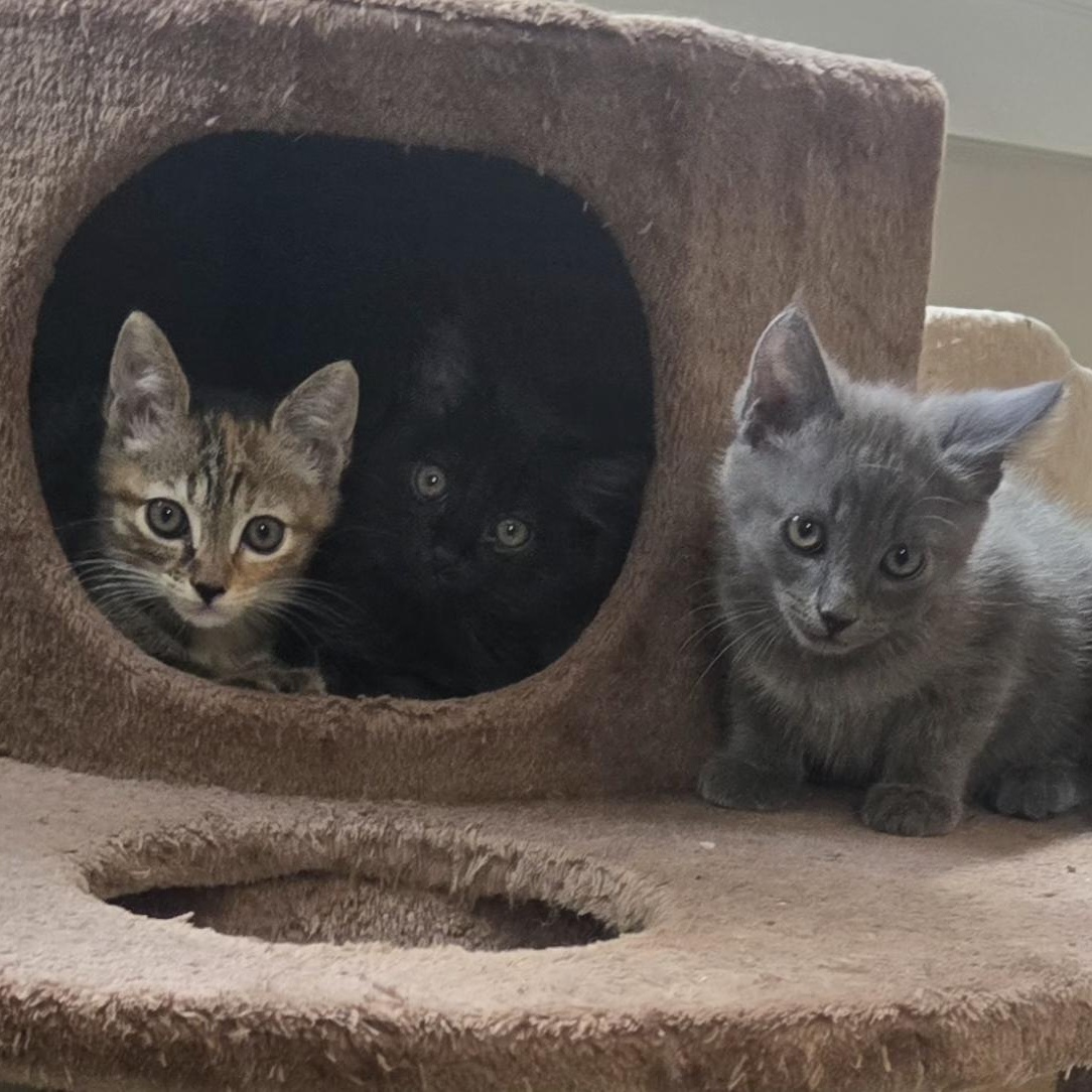 Enlarge Wilson, an adopted Domestic Medium Hair in Belmont, NC image 5/5