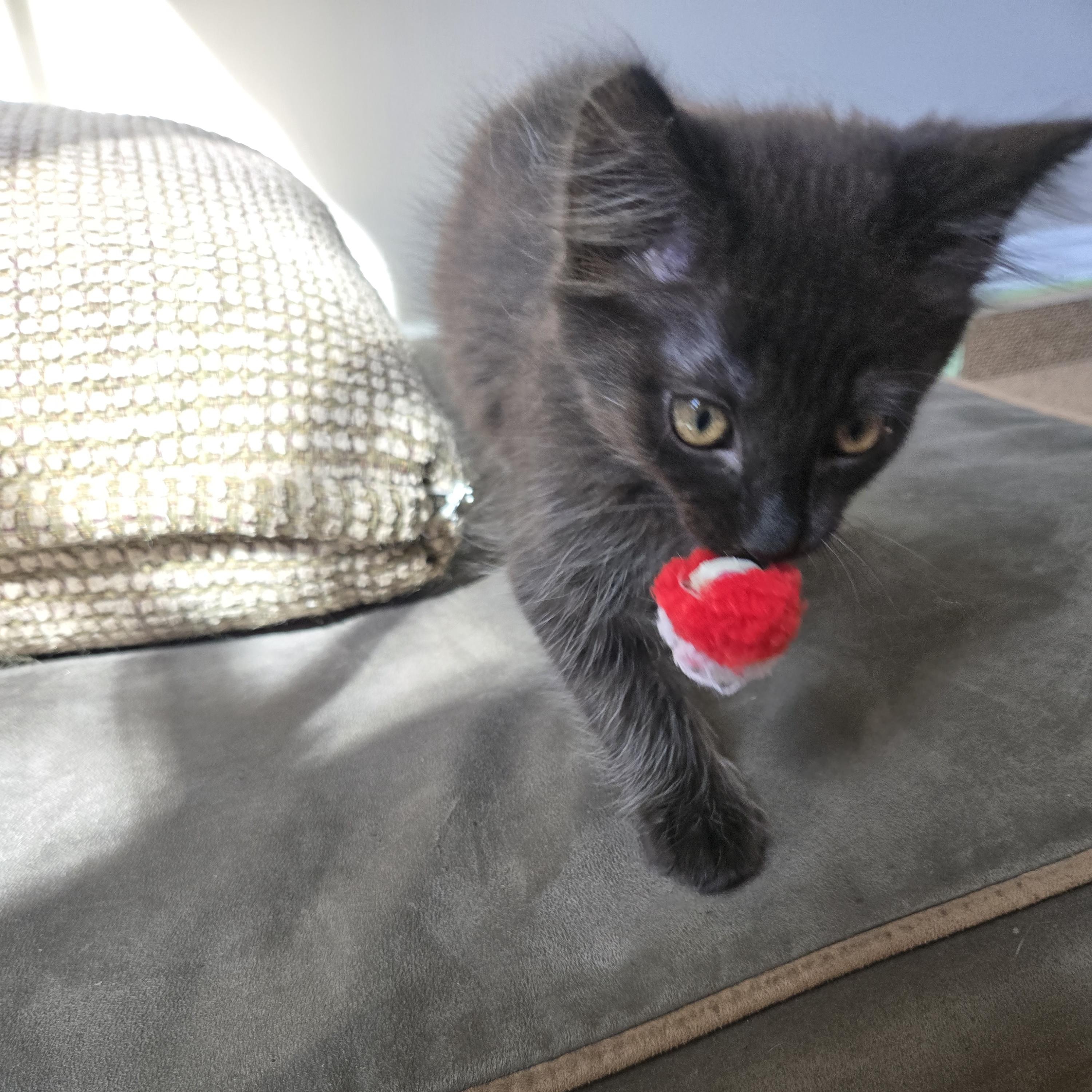 Enlarge Wilson, an adopted Domestic Medium Hair in Belmont, NC image 3/5