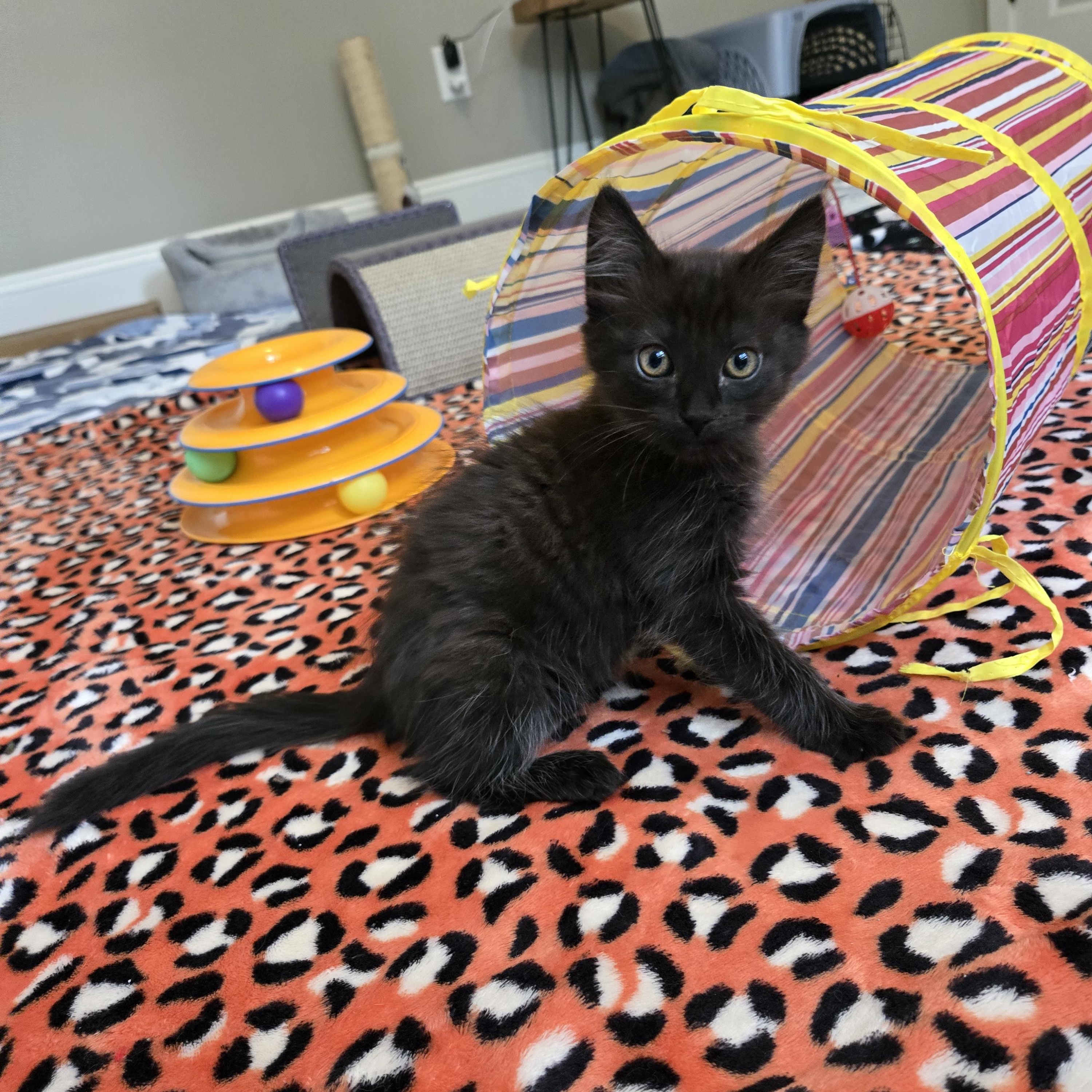 Enlarge Wilson, an adopted Domestic Medium Hair in Belmont, NC image 4/5