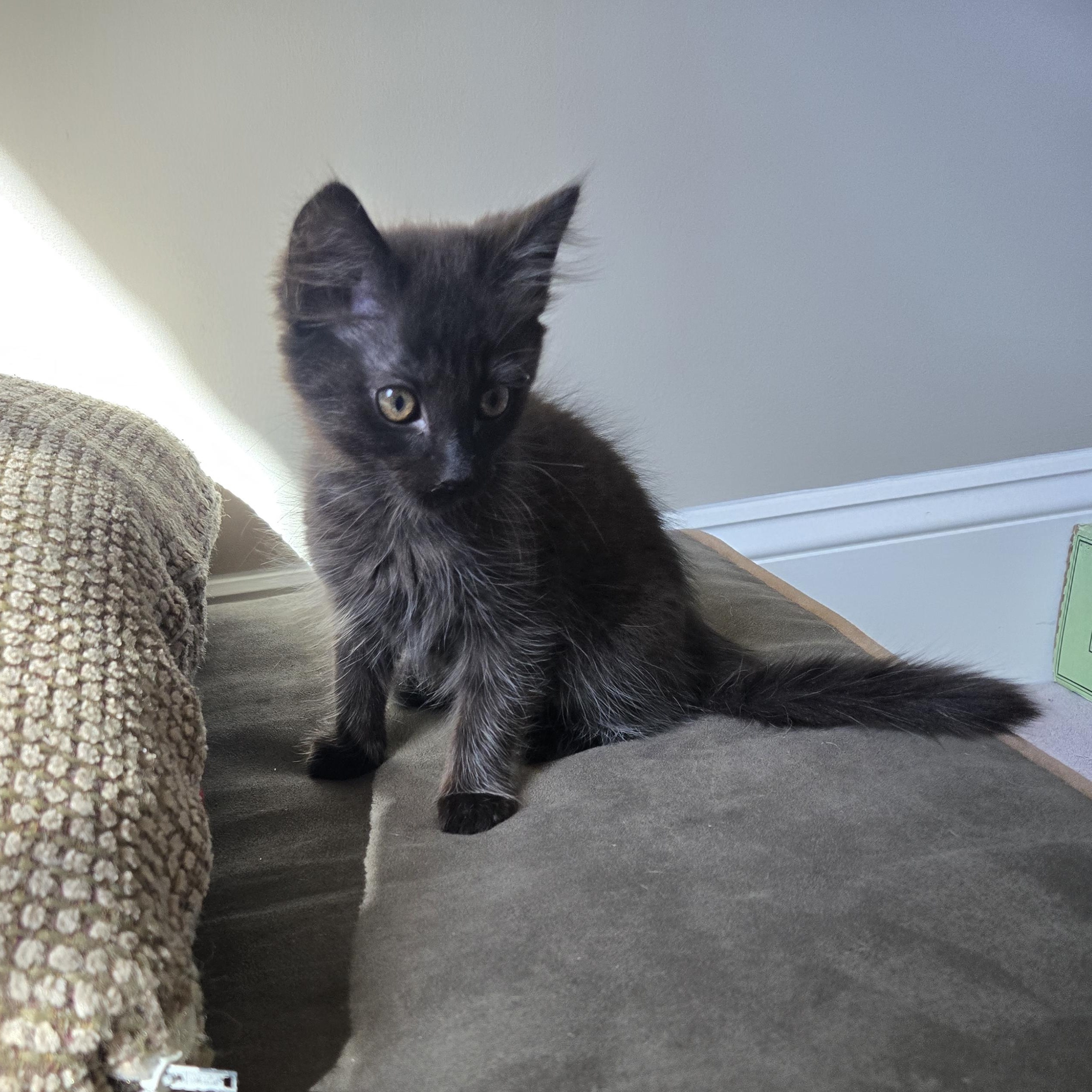 Enlarge Wilson, an adopted Domestic Medium Hair in Belmont, NC image 2/5