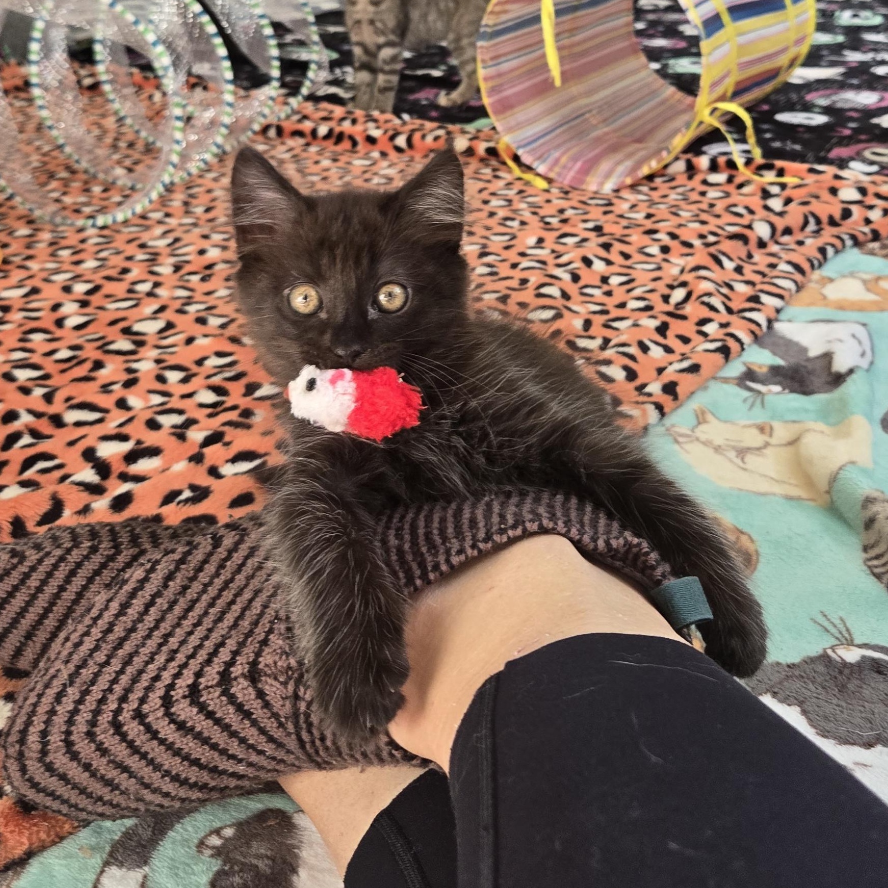 Wilson, Adoptable, Young Male Domestic Medium Hair.