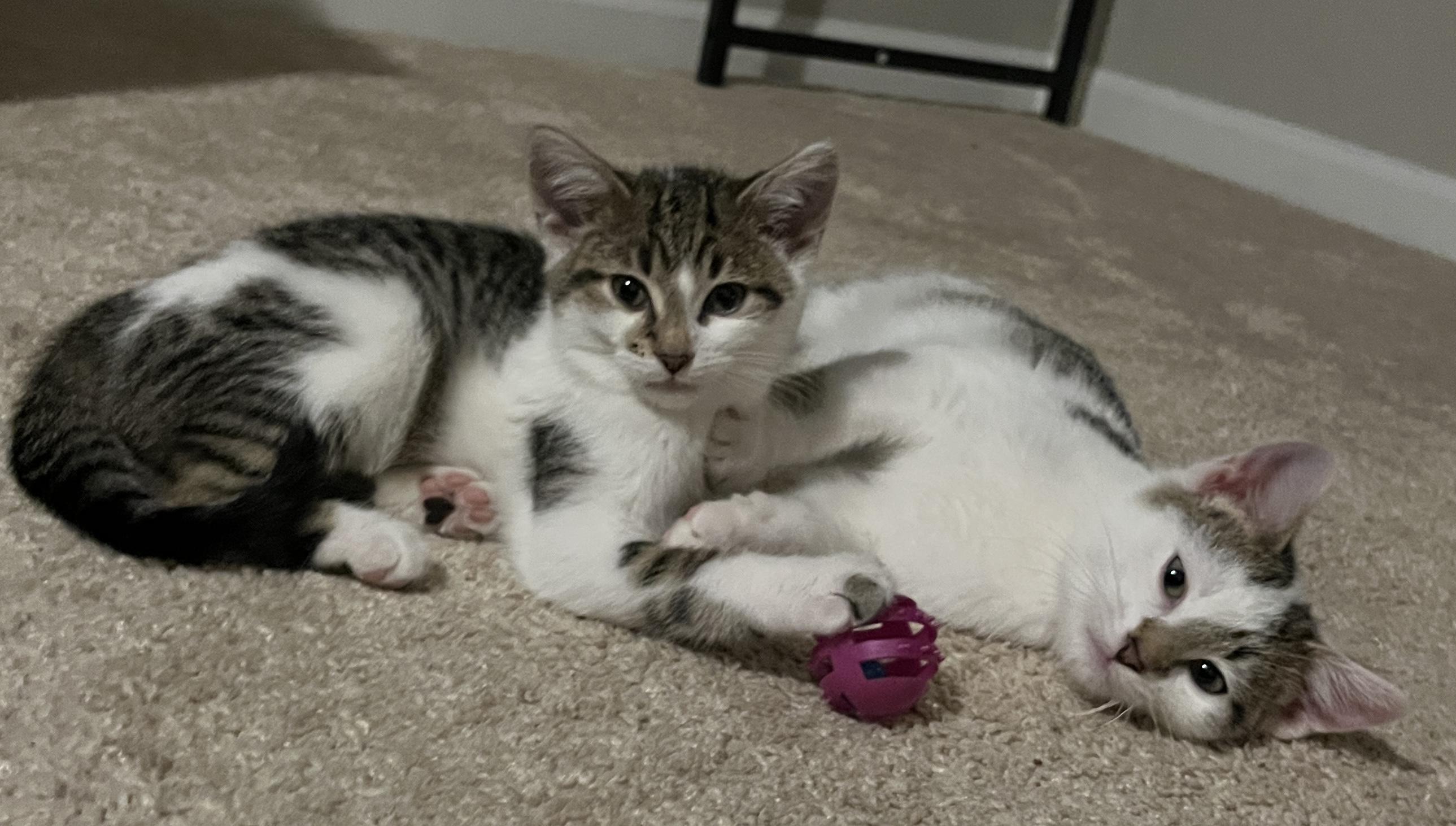 Wicket, Adoptable, Young Male Domestic Short Hair.