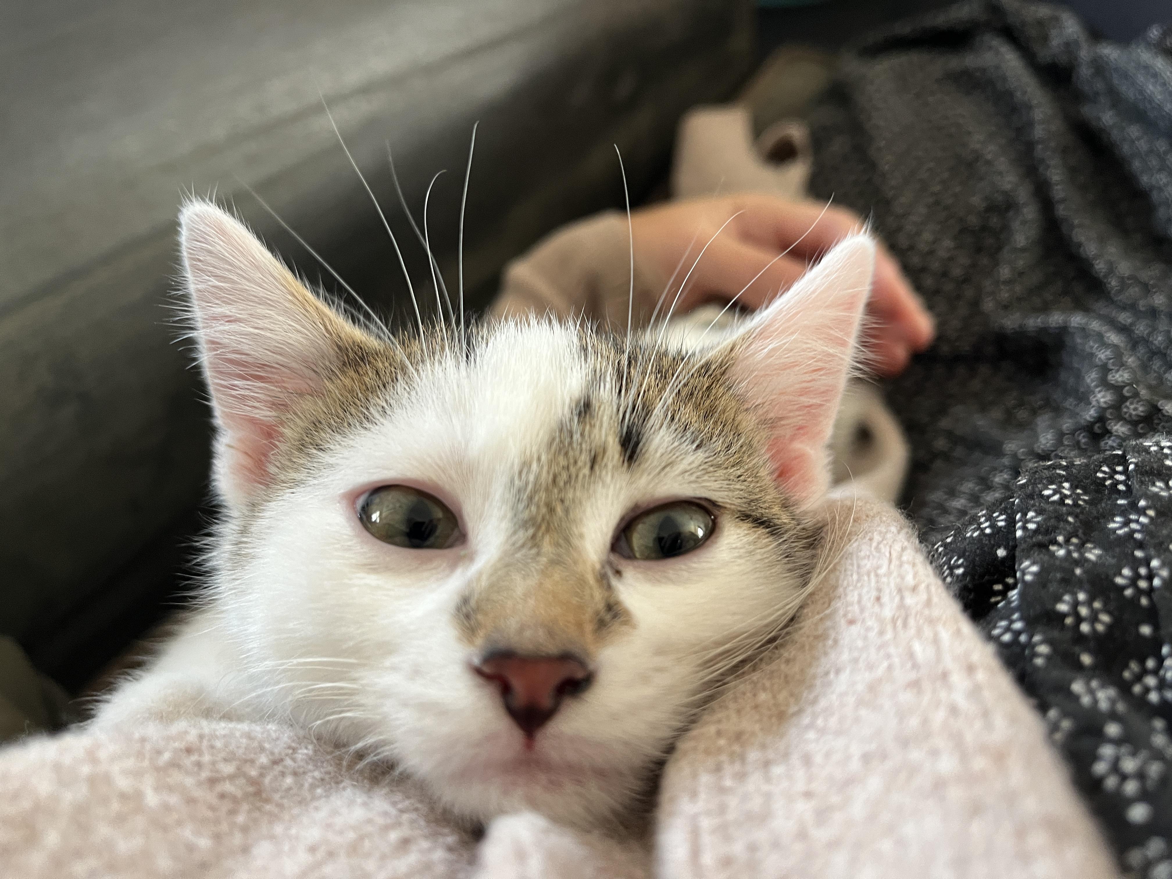 Enlarge Wicket, a Adoptable Domestic Short Hair in Wheeling, IL image 1/2