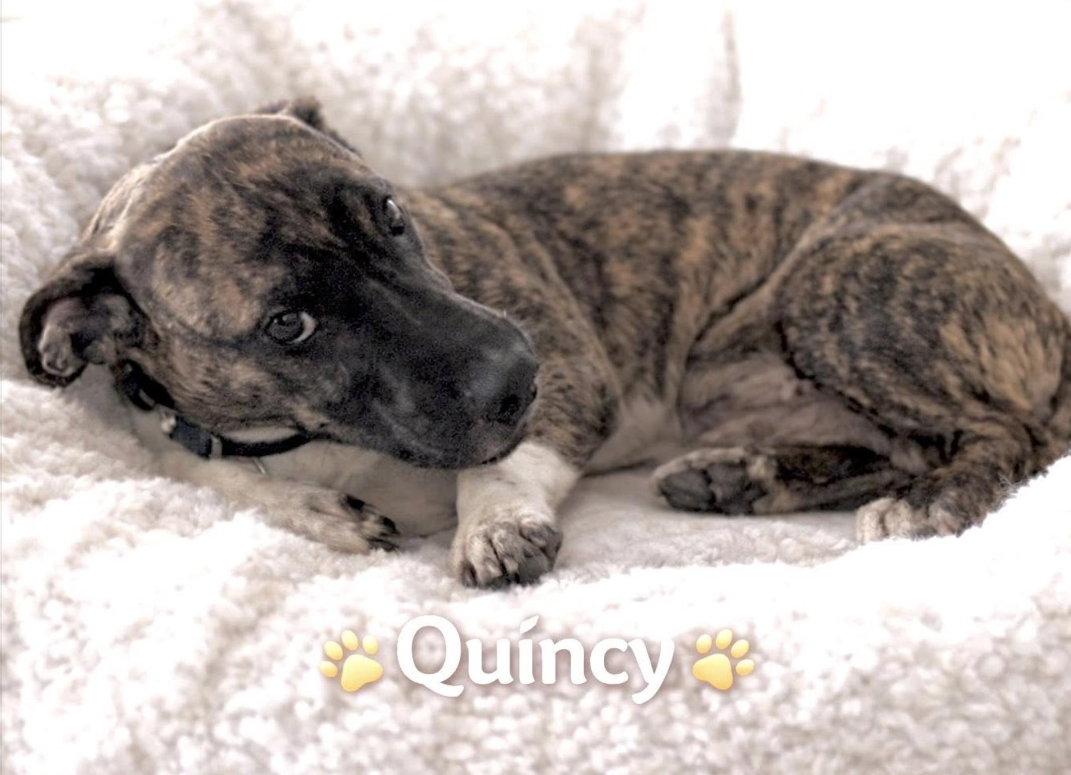 Quincy — thumbnail 3