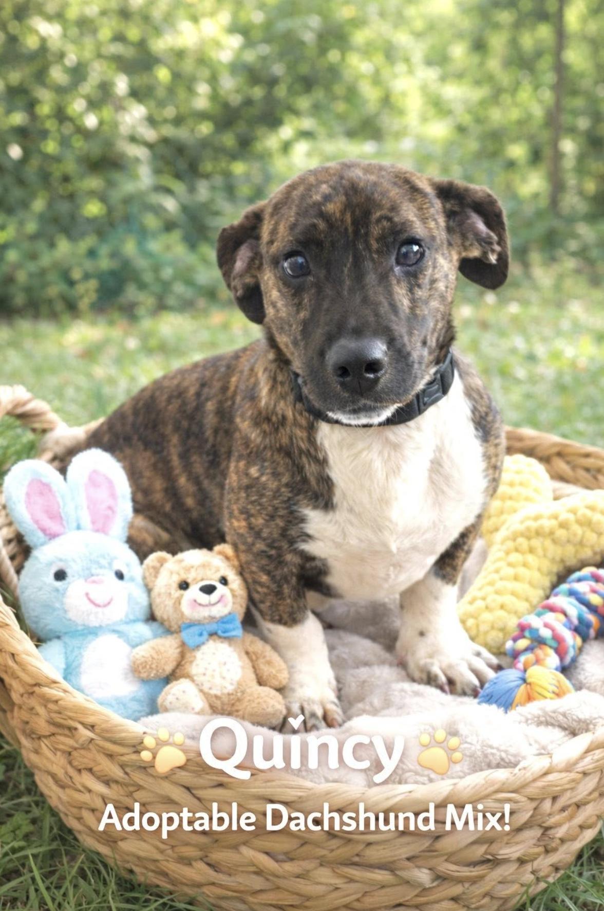 Quincy — thumbnail 4