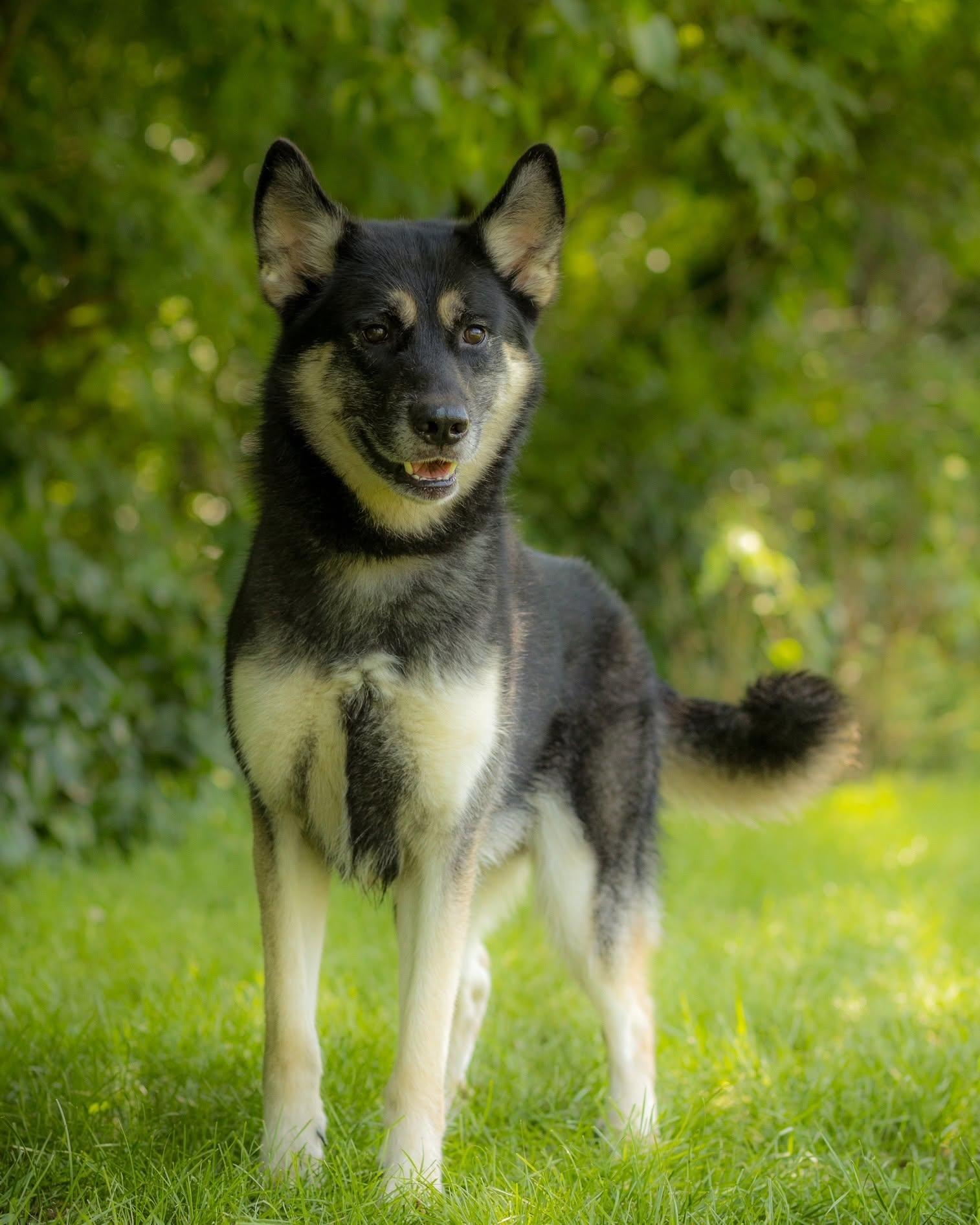 ORION (0080), ADOPTABLE, Young Male Anatolian Shepherd & Husky.