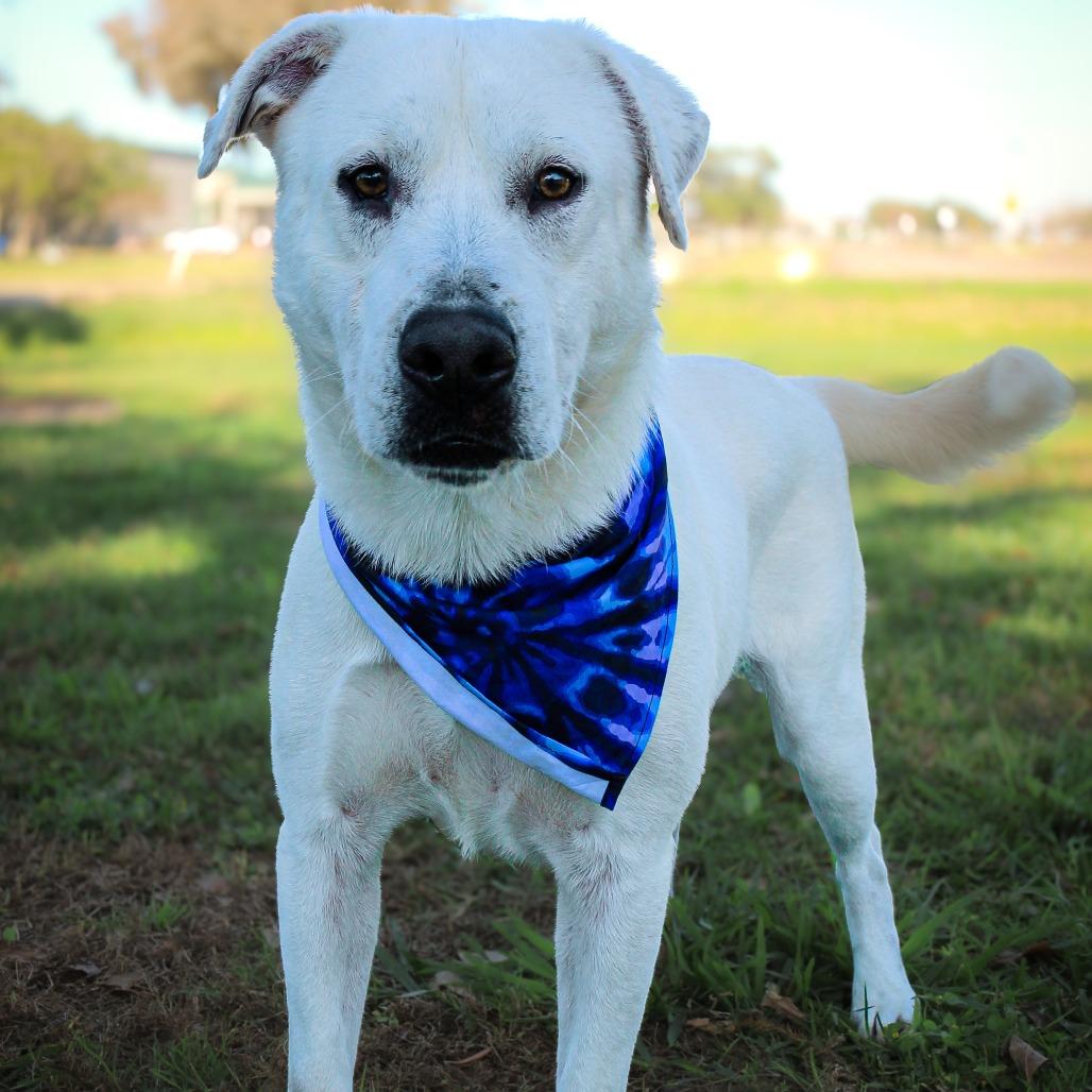 Pip, Adoptable, Adult Male Mixed Breed.