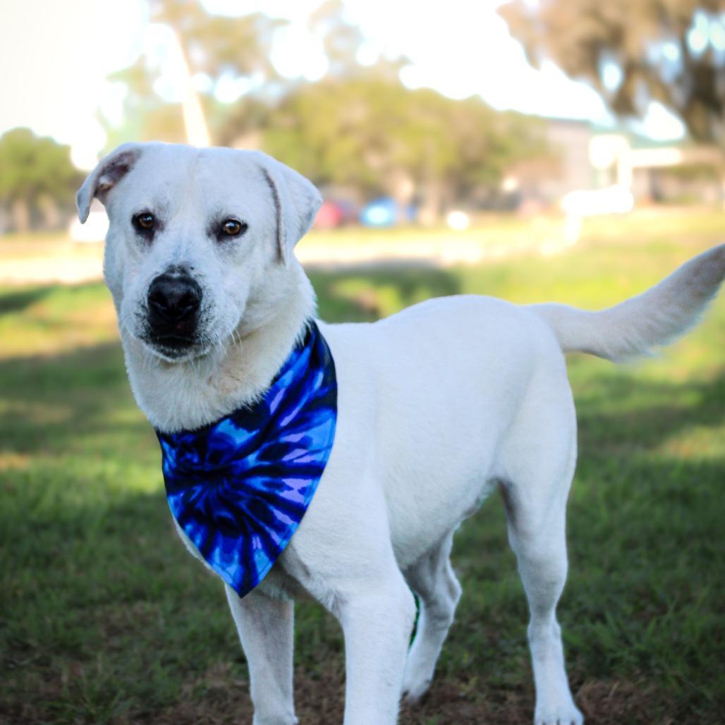 Enlarge Pip, a Adoptable Mixed Breed in Lake Jackson, TX image 2/3
