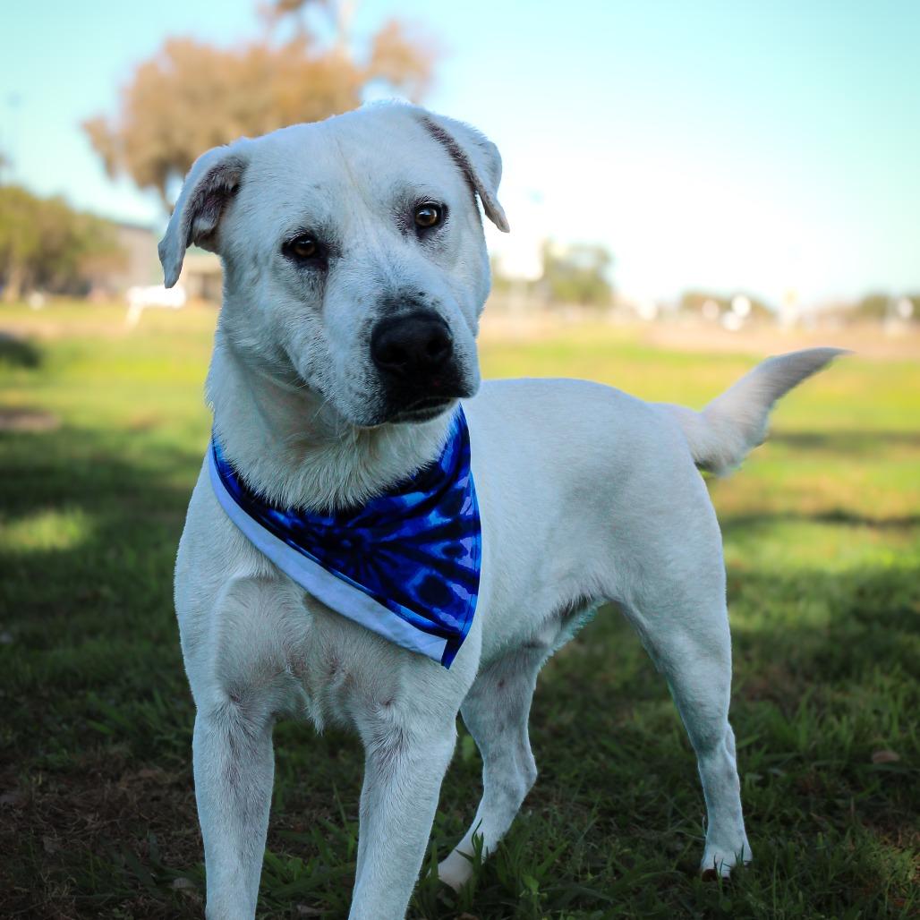 Enlarge Pip, a Adoptable Mixed Breed in Lake Jackson, TX image 3/3