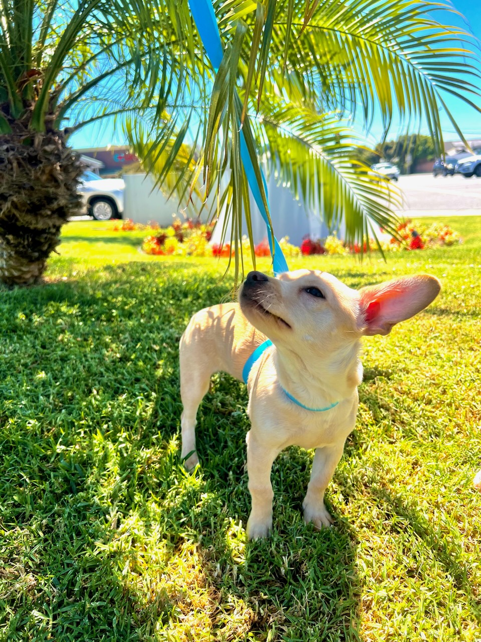 Dog for adoption Peach (BOSS Baby!), a Dachshund & Mix in Palo