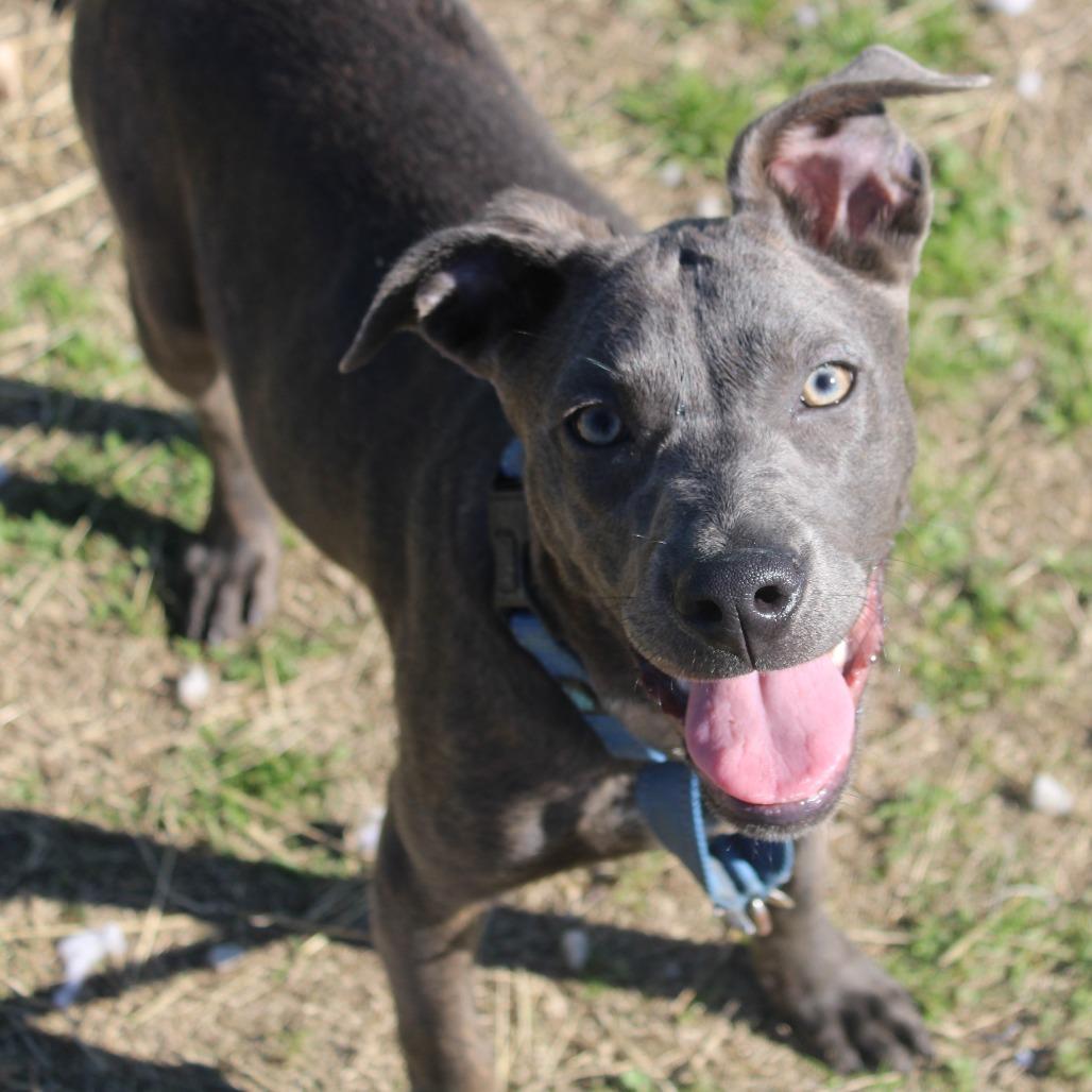 Enlarge Chervil, a Adoptable Pit Bull Terrier in Cleveland, MS image 2/4