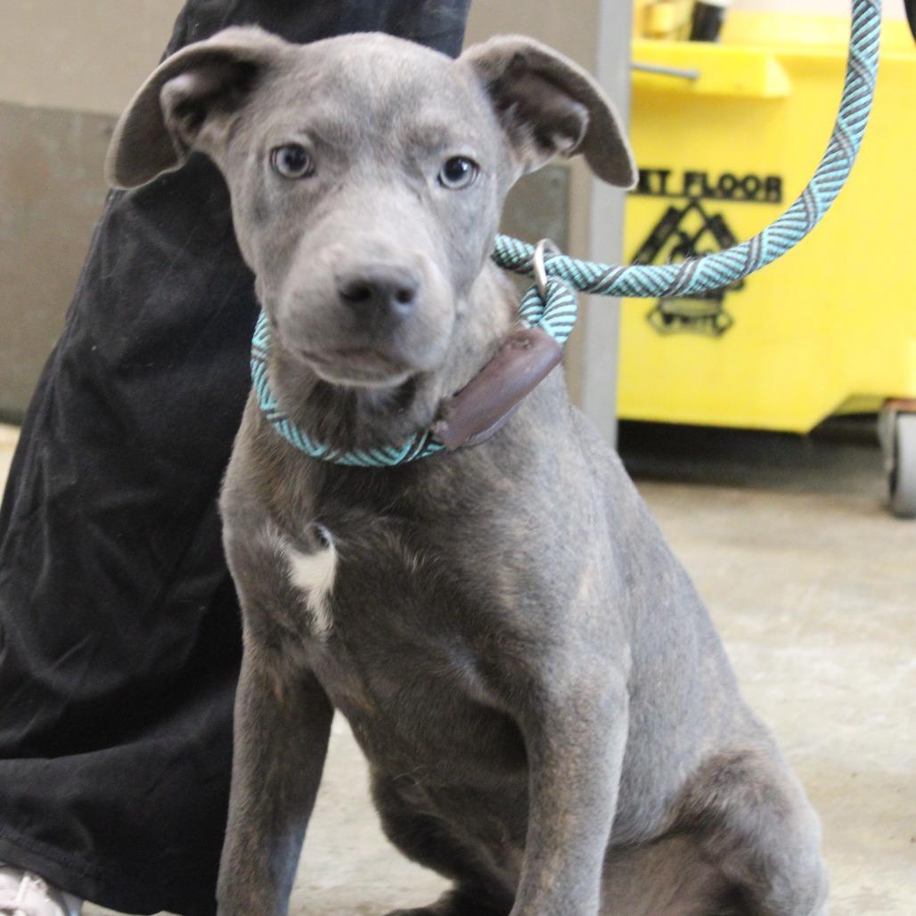 Enlarge Chervil, a Adoptable Pit Bull Terrier in Cleveland, MS image 3/4